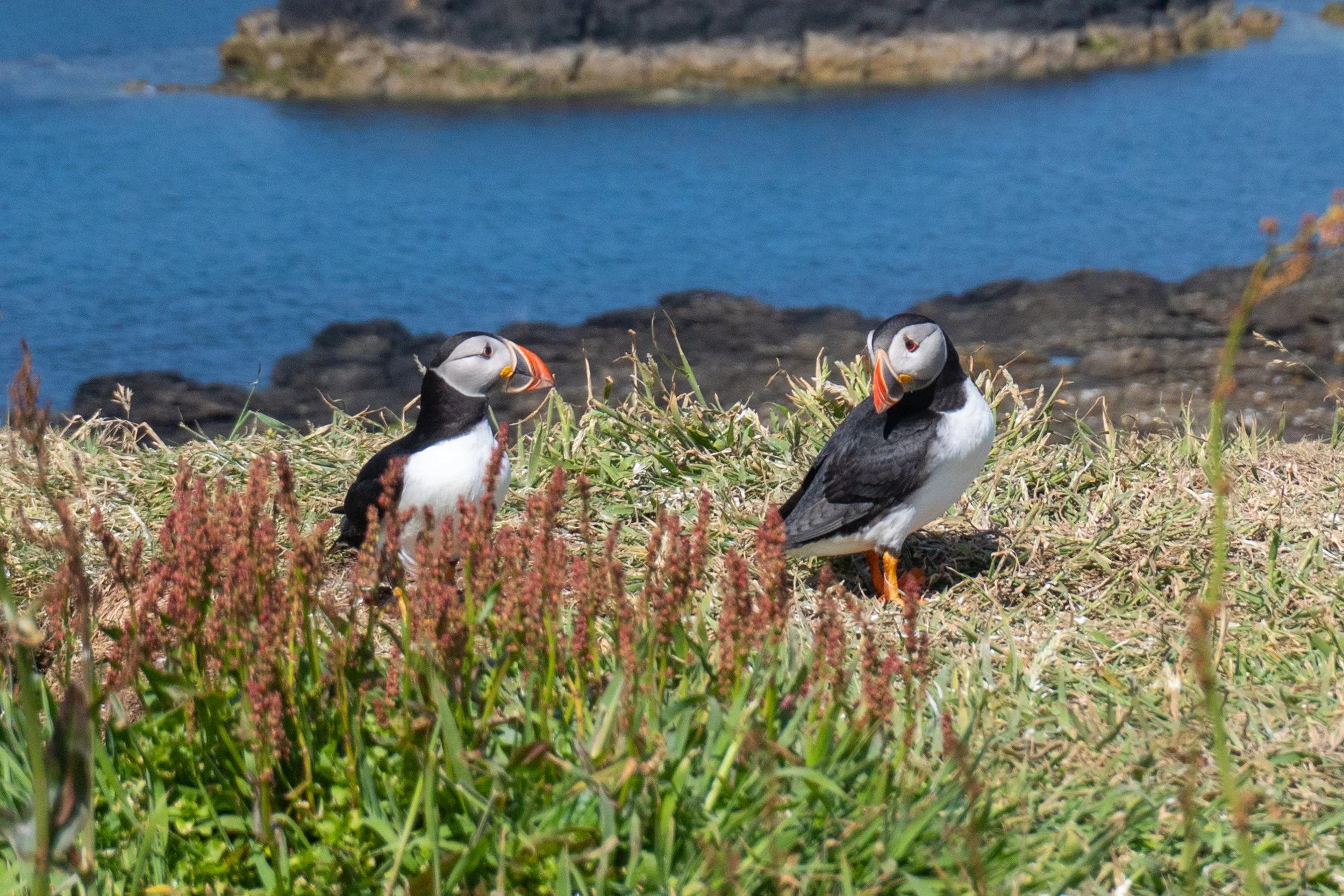 Puffins Scotland