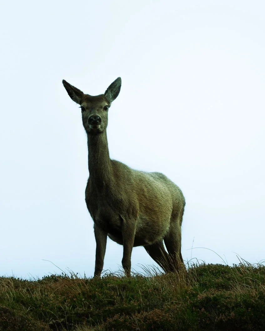 Deer on the Scottish Highlands, spotted from campervan hired from Glasgow, Harris Campers. Campervan hire Scotland