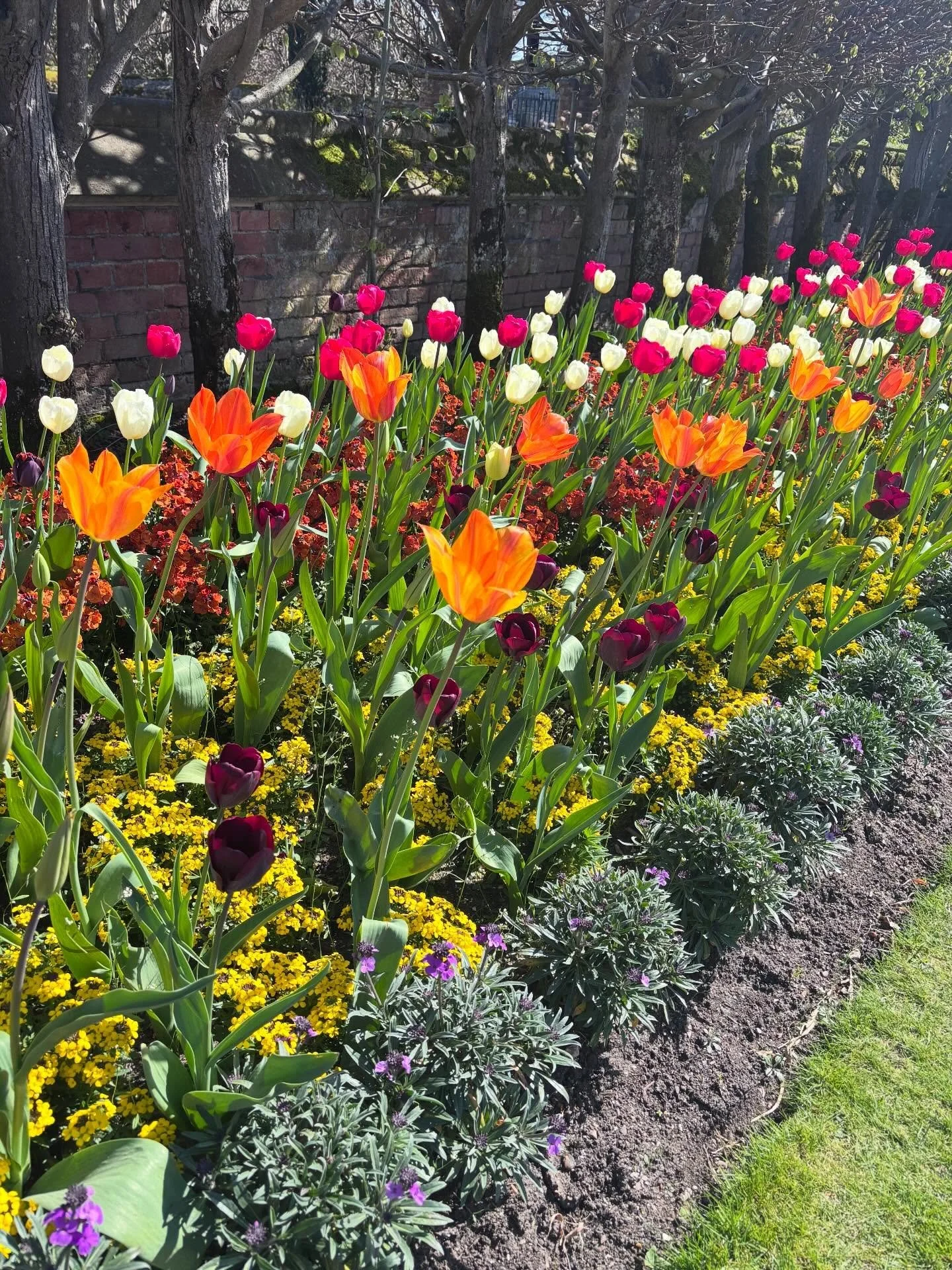 2026&hellip;. Week 14&hellip;. Easter holidays continue

&bull; Tulip Festival at Hampton Court 
&bull; And Lindt bunny hunt
&bull; Bank holiday beers 
&bull; Cream tea and Maids of Honour tarts
&bull; Even more beautiful blossom trees
&bull; My 2 gi