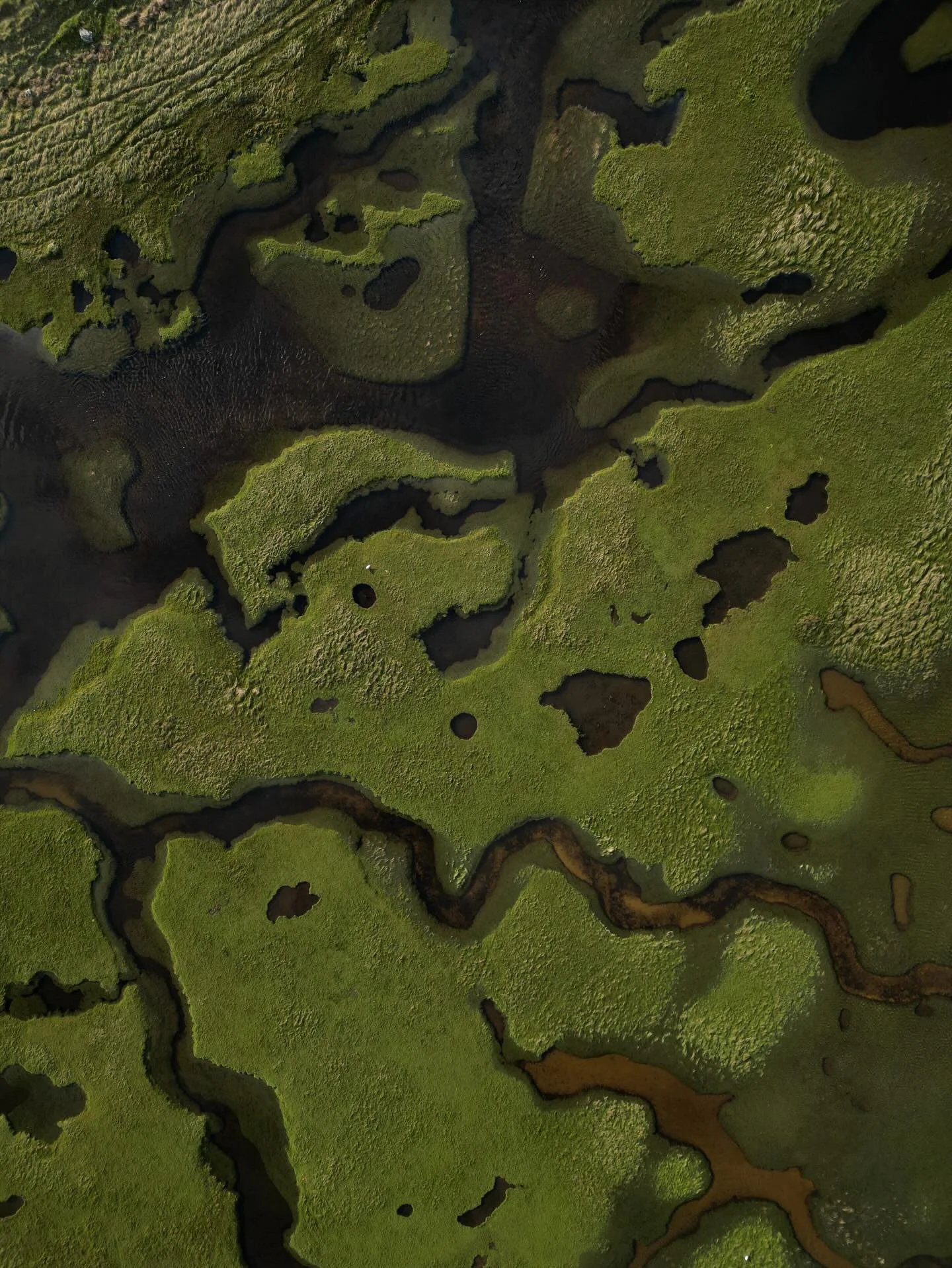 The salt marshes on our side of Uig Sands are something else. Each day they get flooded by the tide, and when it retreats these green little islands are left.

#visitouterhebrides 
#visitscotland 
#sealife 
#ukcoast