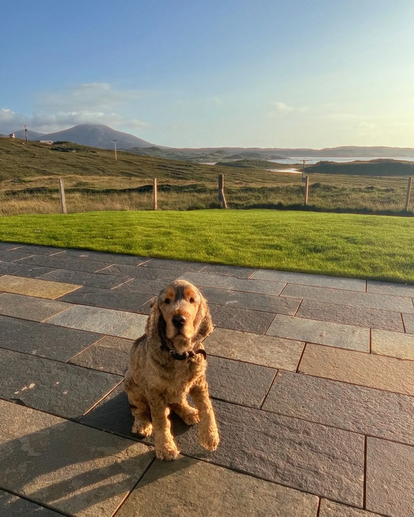 Dearest Biggles. Thick as two short planks but what a huge heart he has. Here he is, pretending to be a croft dog when really he just wants to lie on a cushion and be admired. 

#spanielsofinstagram