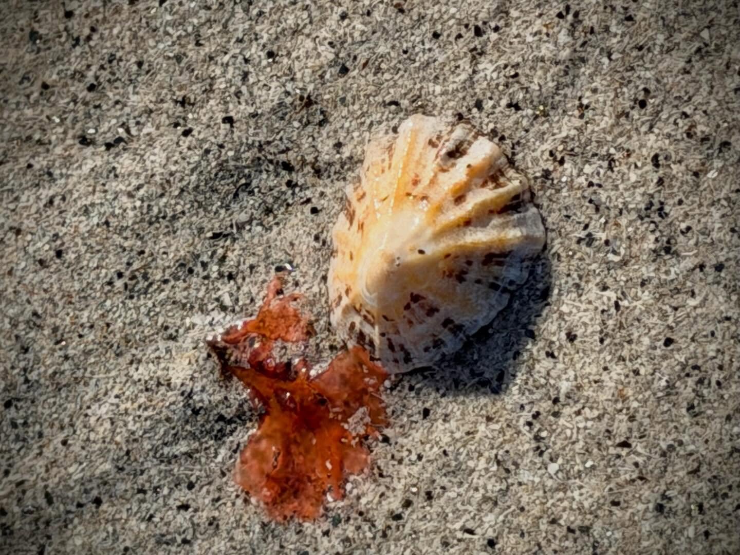 A limpet on the shore of Valtos beach.

#visitouterhebrides 
#visitscotland
#sealife