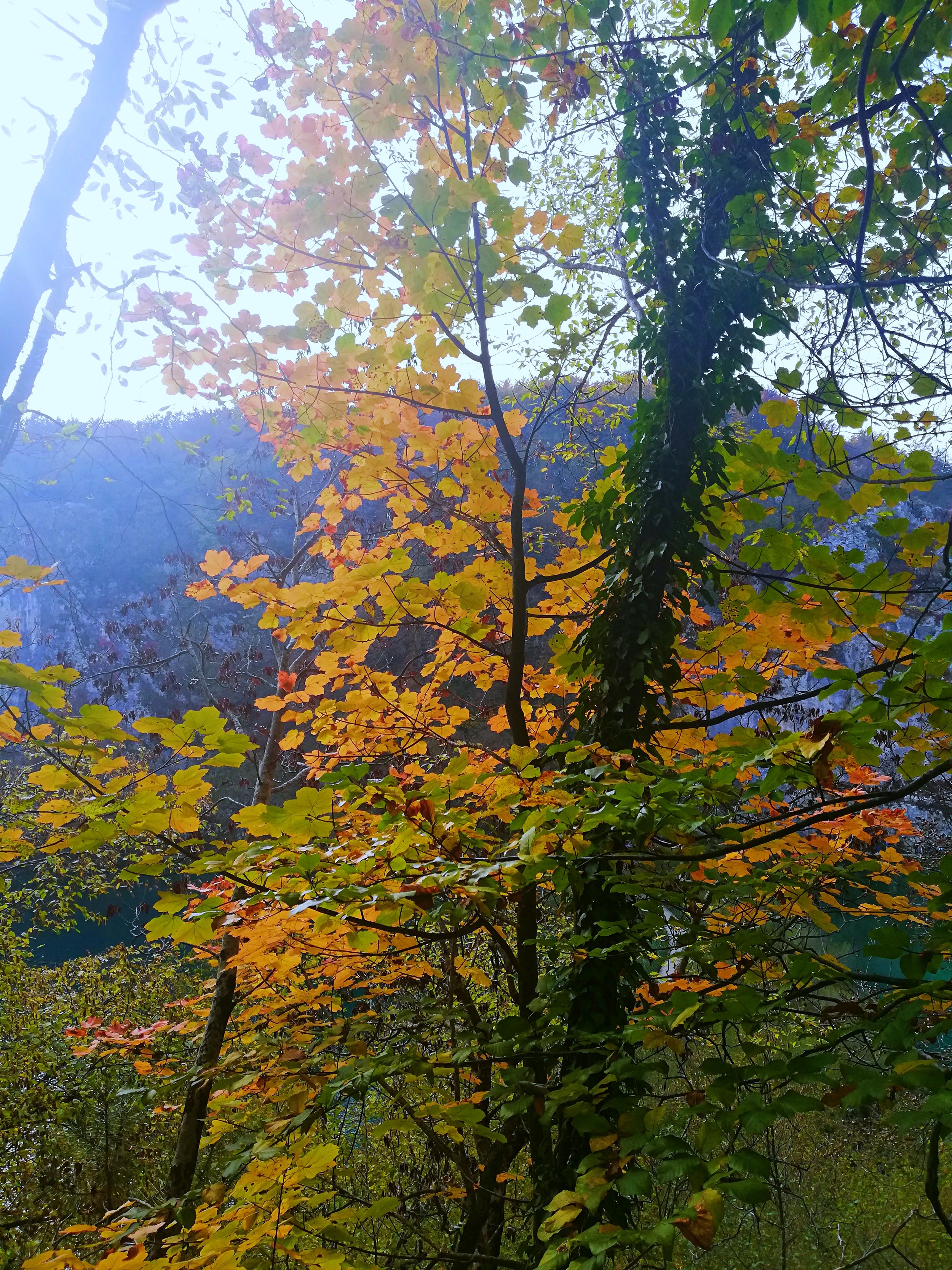 IMG_20181012_134138.jpg