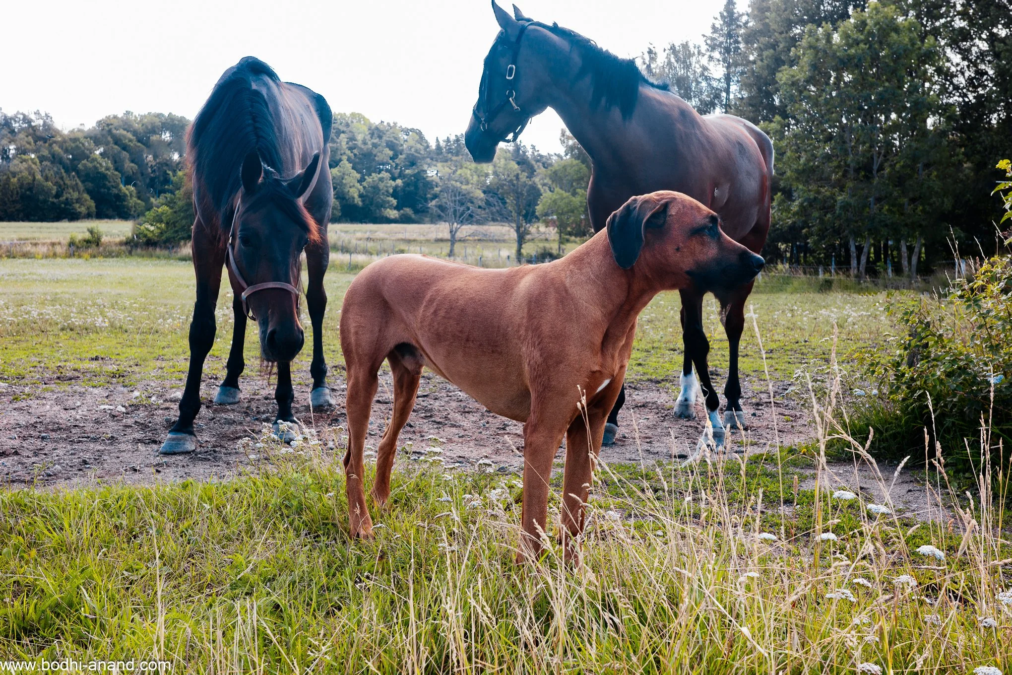 A brown dog standing in a field with two horses.