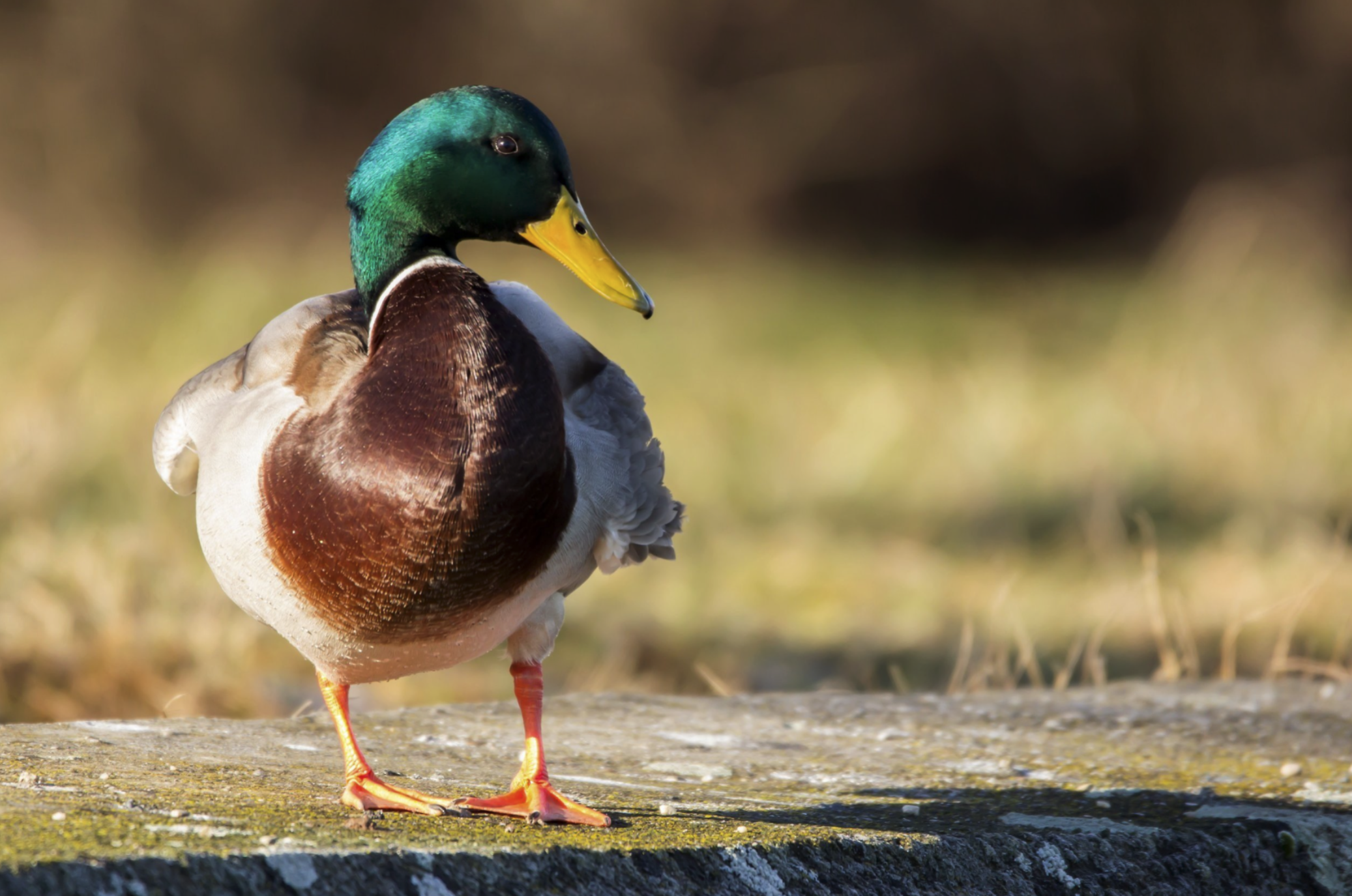 Adaptation: Lessons from a Hard-Headed Duck