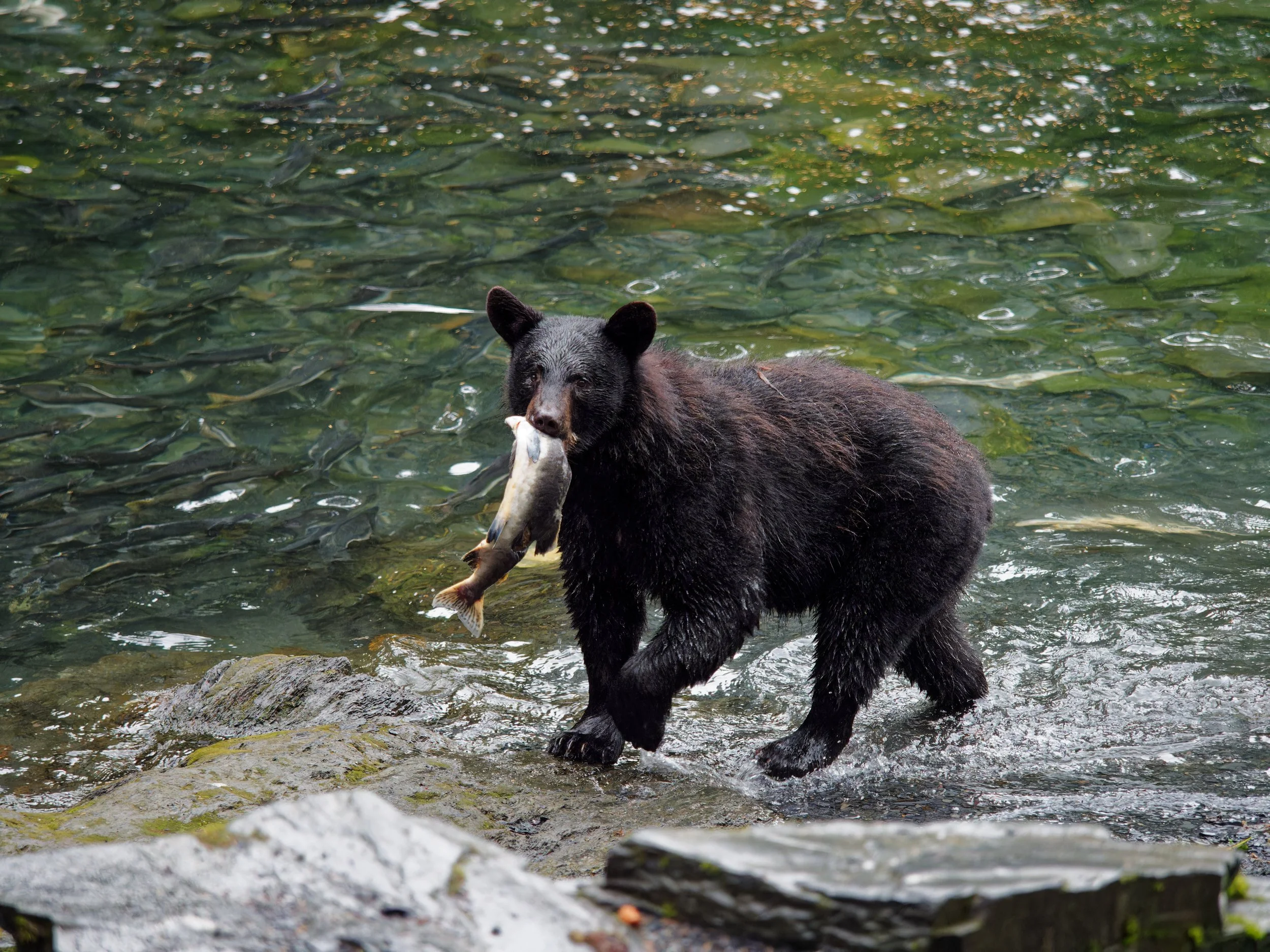 Whittier  (38)_90percent for upload.jpg