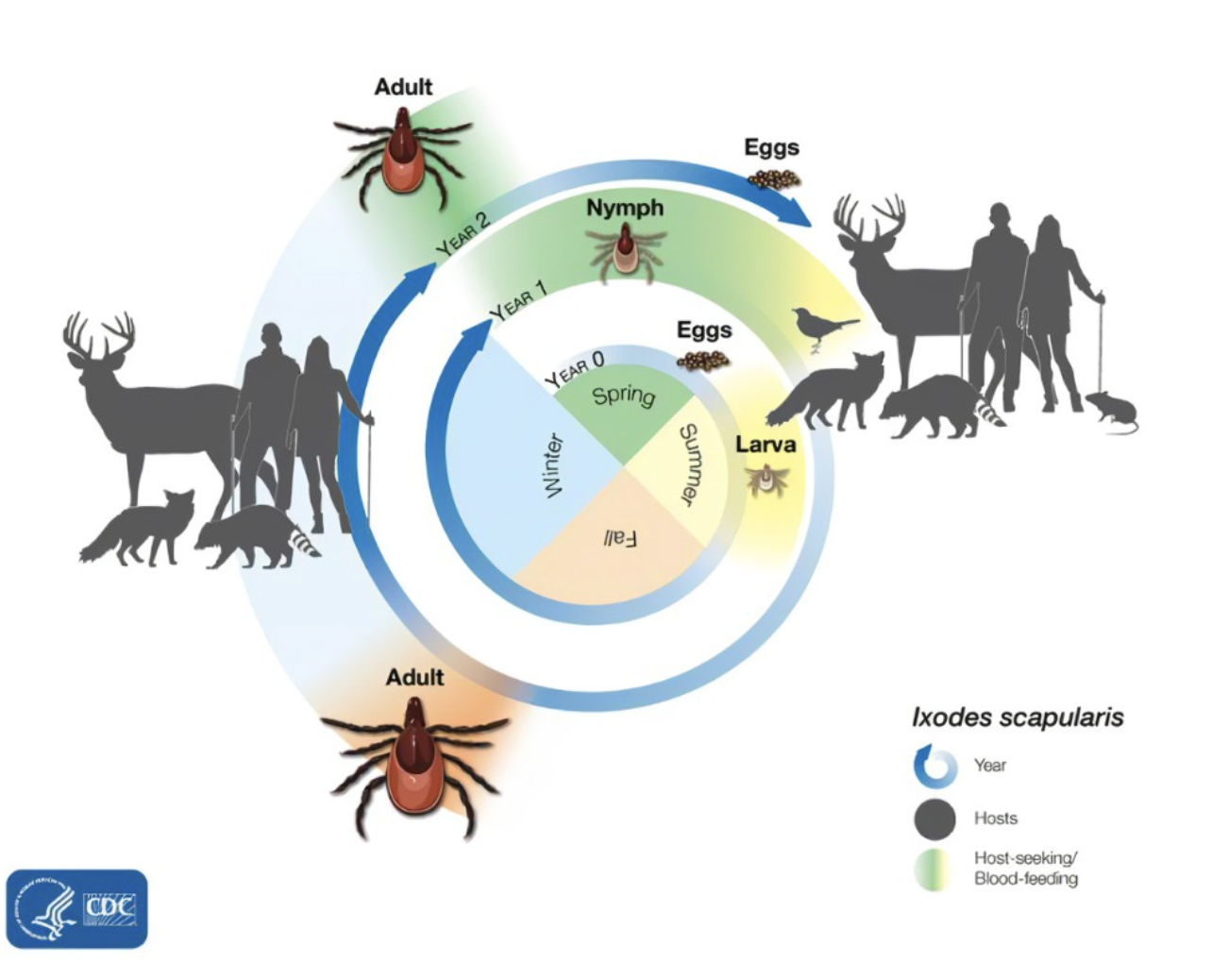 Tick Season Is Here: What You Need to Know