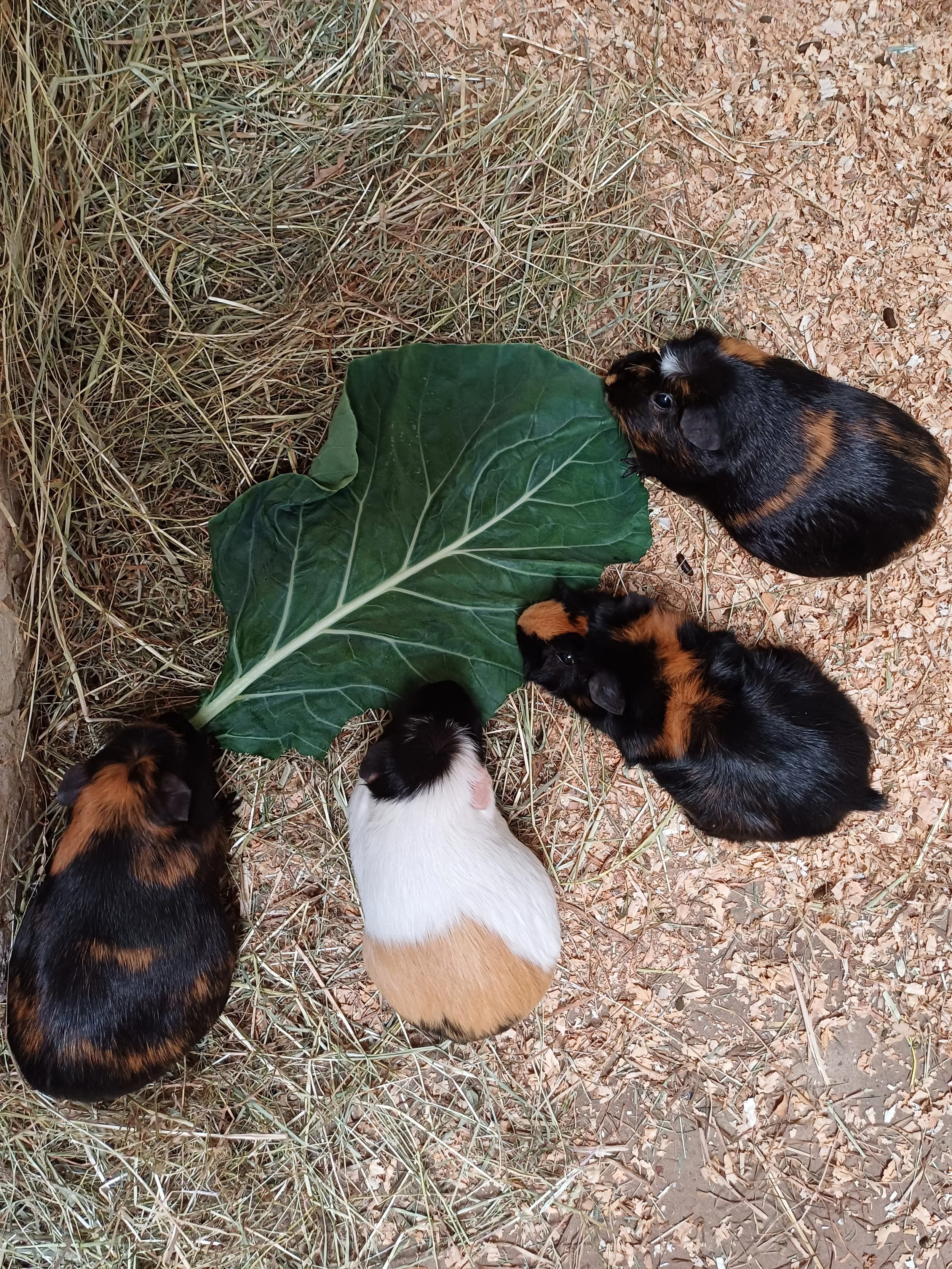 FB - Guniea pigs.jpg