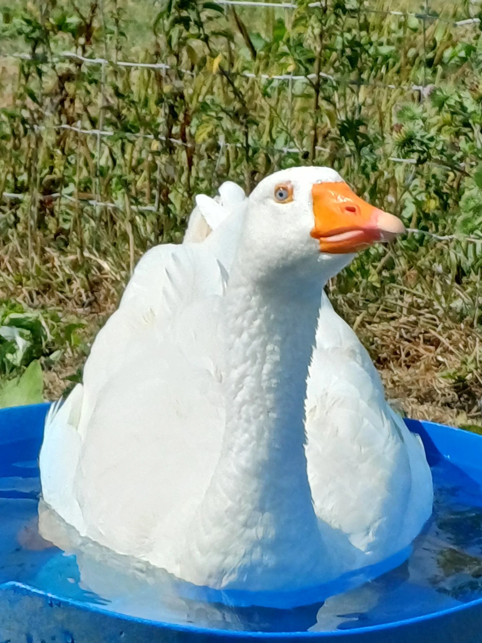 FB - Geese in bath.jpg