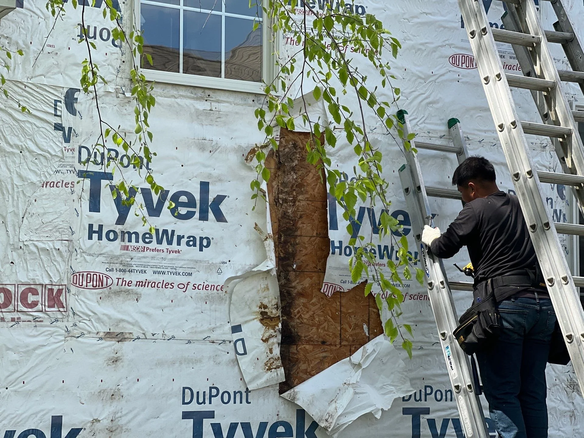 Removing the old house wrap revealed rot which needed to be repaired before installing new house wrap.
