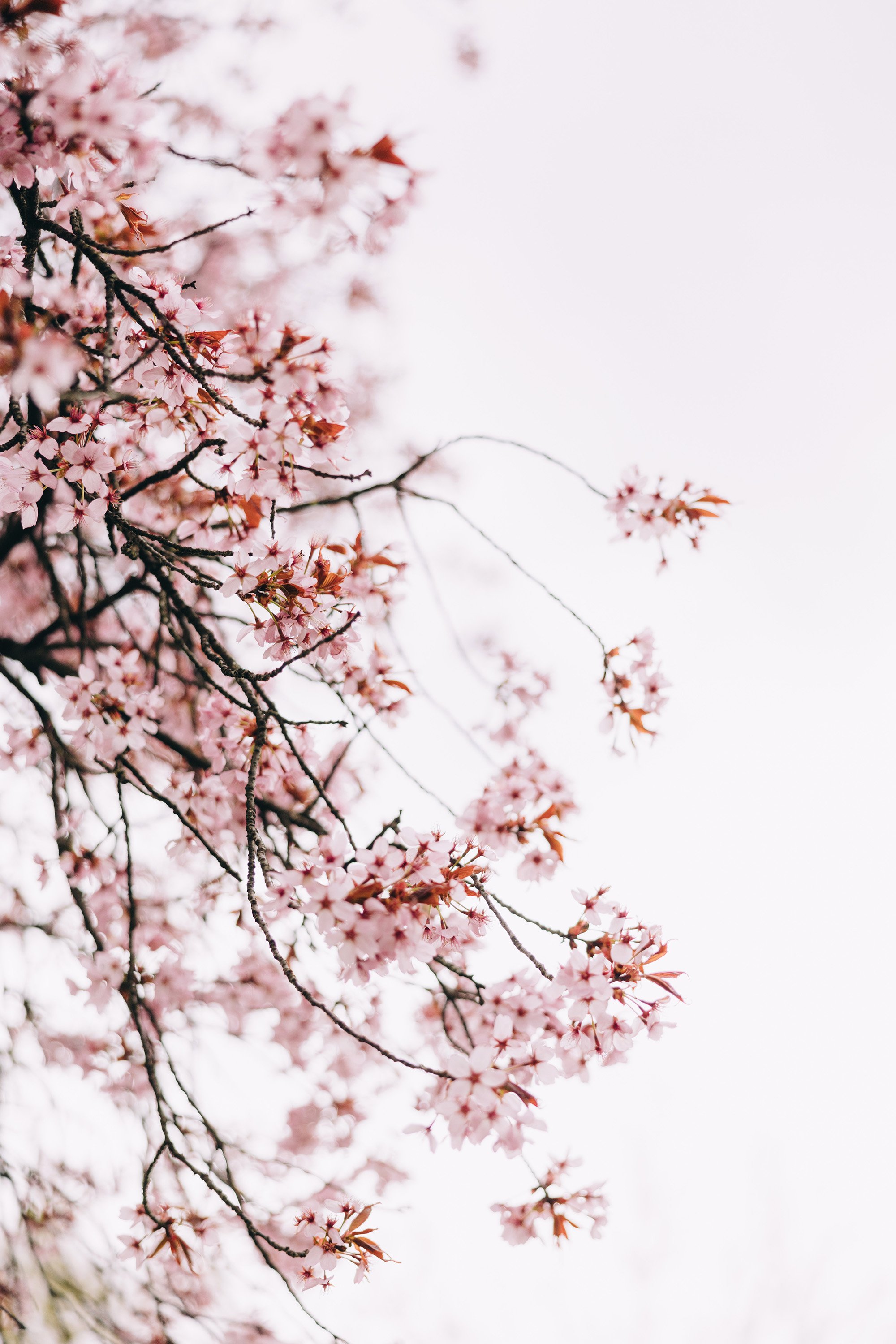 Styled Stock Society Spring Blooms 12.jpg