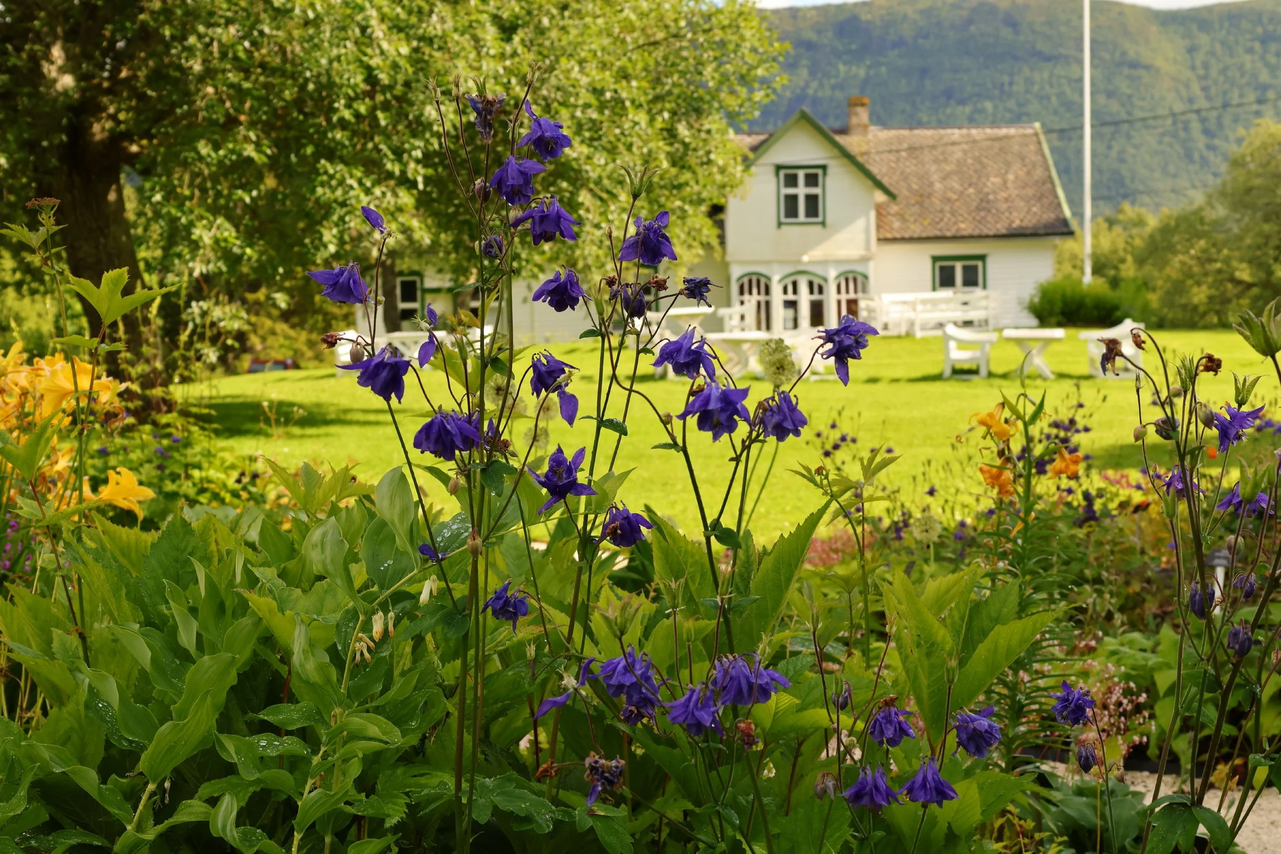 Fargerike blomster i forgrunnen med en hvit liten hytte i bakgrunnen, omgitt av grønne trær og en fjellkjede.