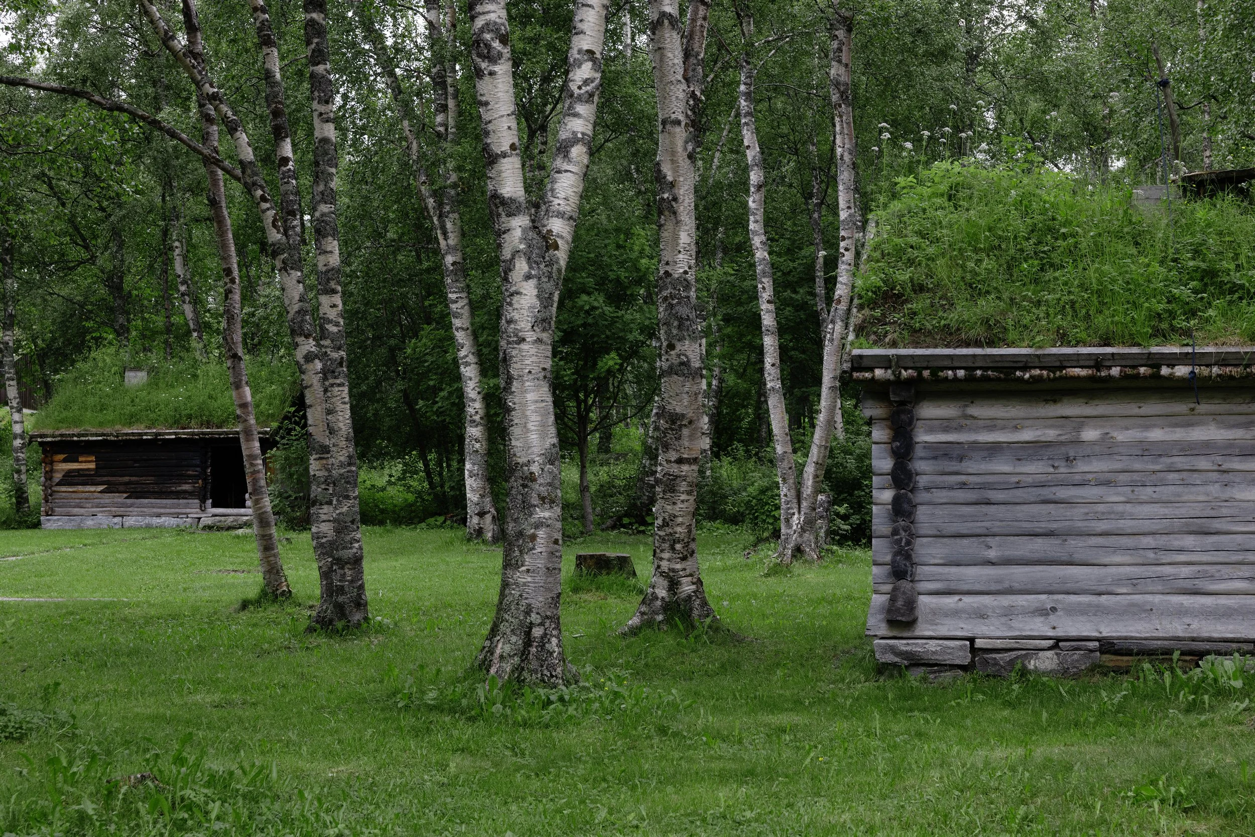 Image of a forest with several birch trees and grass on the ground. Two small, sturdy wooden buildings made from the wood block are visible in the image.