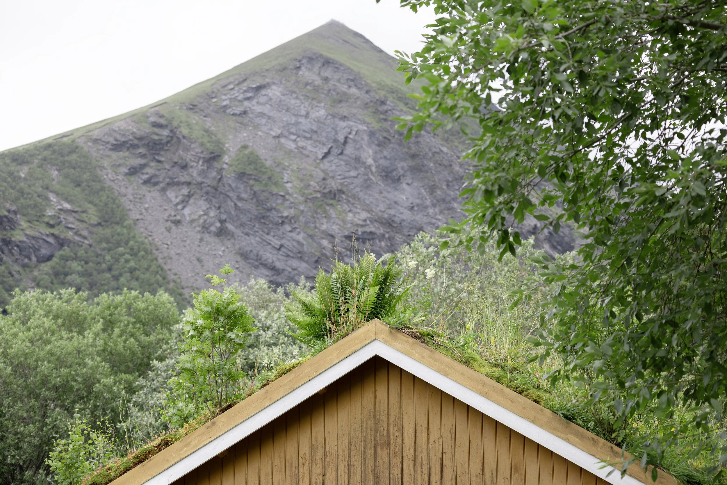 En hustak med mose og grønne planter foran et fjell med grøn vegetasjon og fjellskråninger.