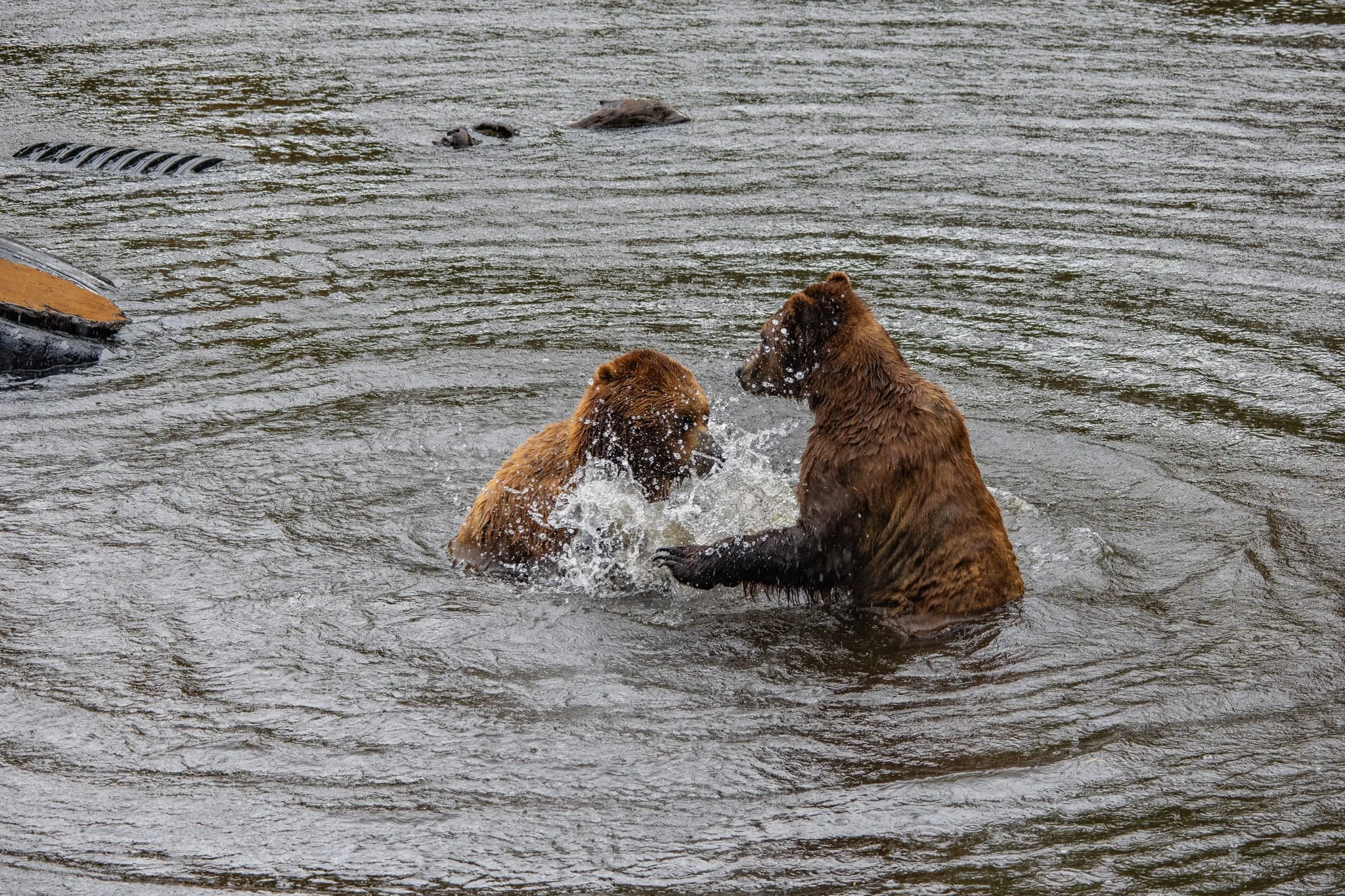 Cruise ship + expeditions-074.jpg