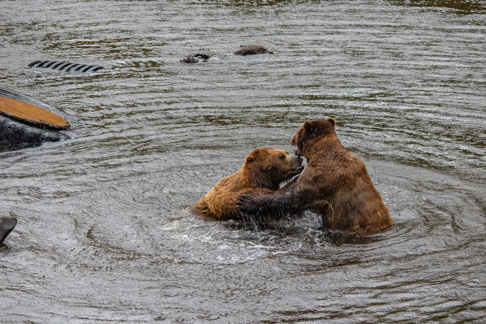 Cruise ship + expeditions-073.jpg
