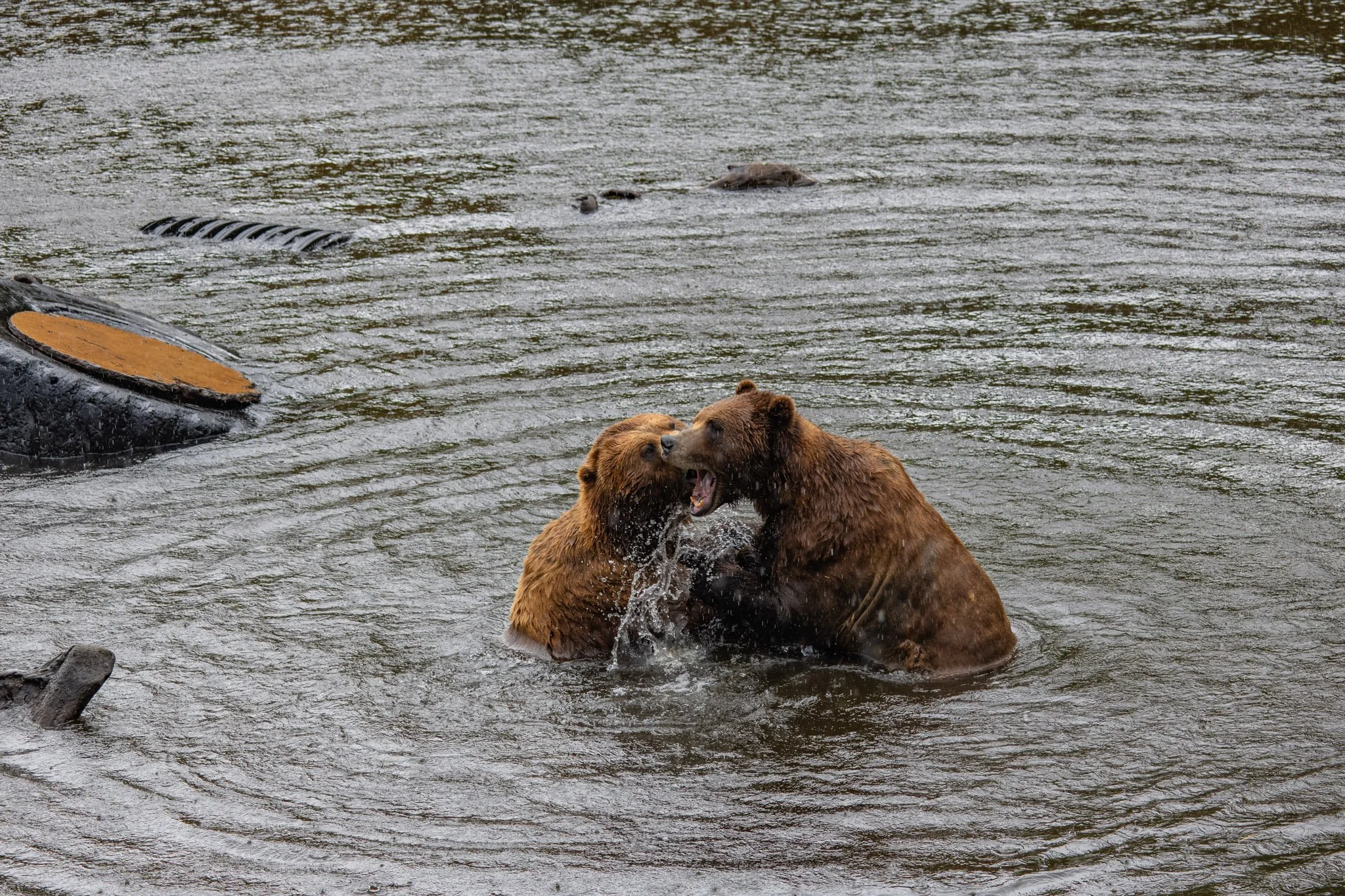 Cruise ship + expeditions-071.jpg