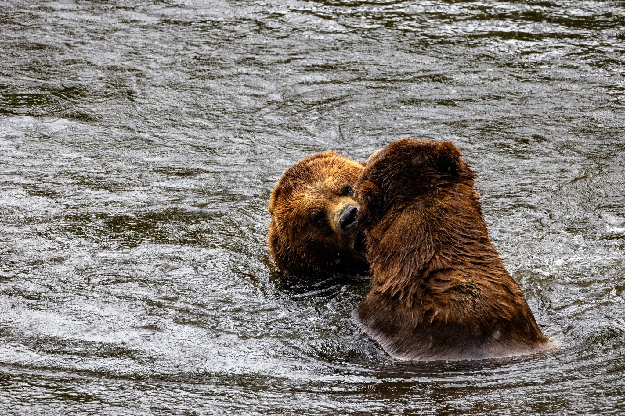 Cruise ship + expeditions-076.jpg