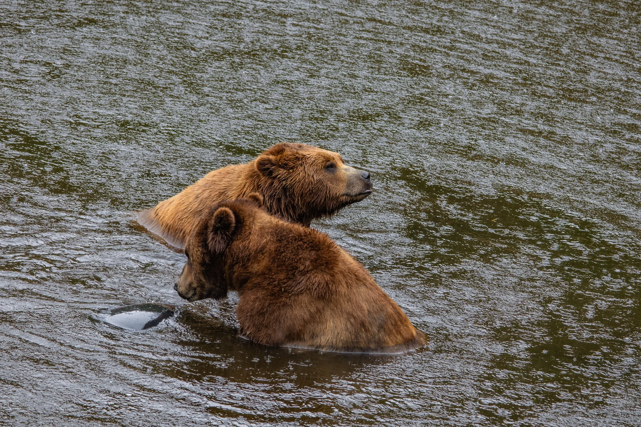 Cruise ship + expeditions-059.jpg