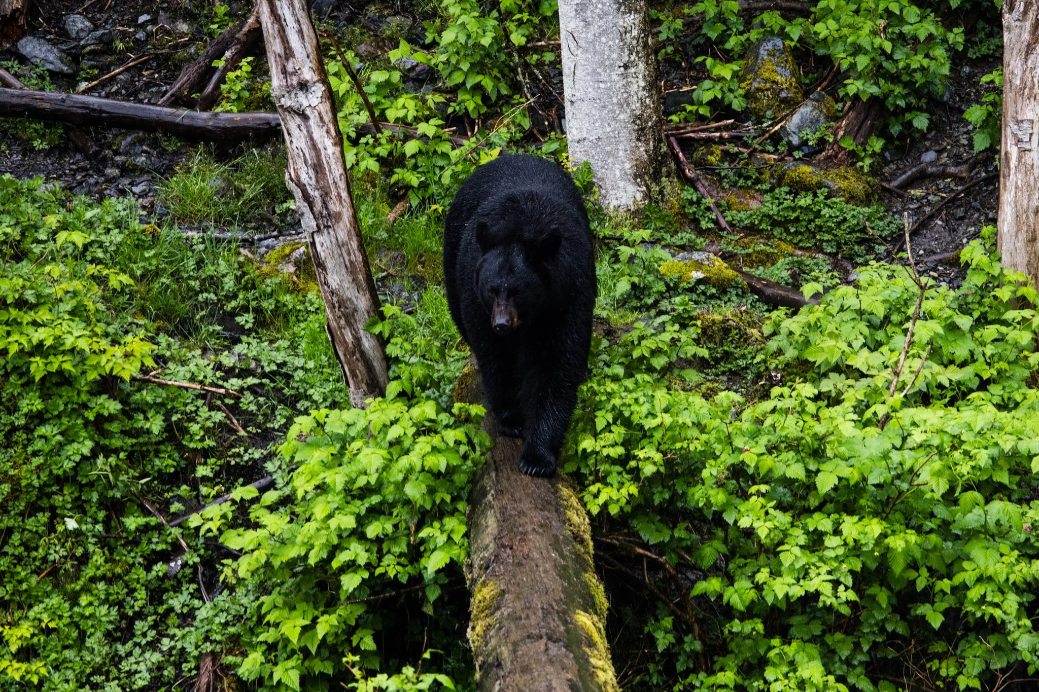 Cruise ship + expeditions-064.jpg