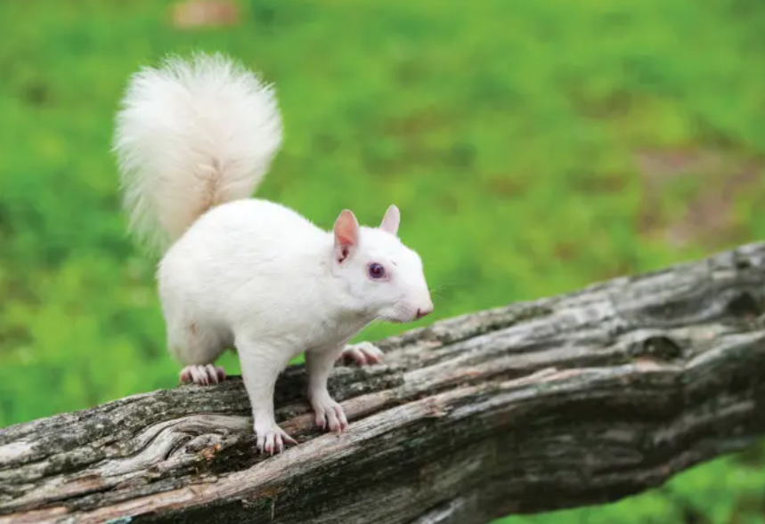 312 W Lafayette Olney White Squirrel.png