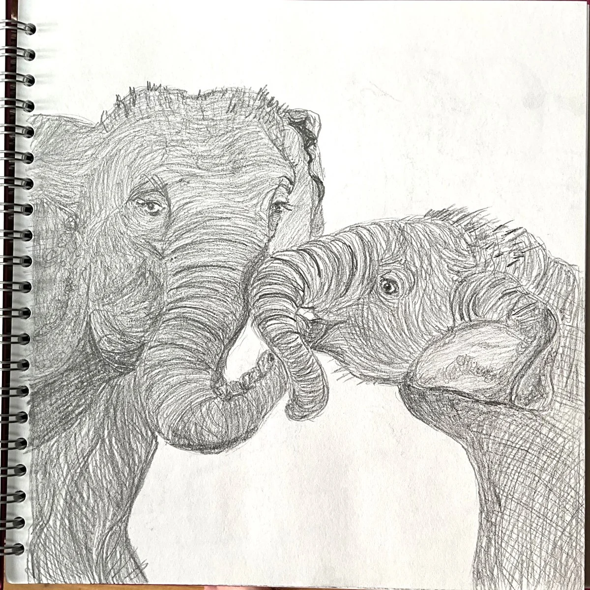 Elephants Sam Warburton sketch.jpg