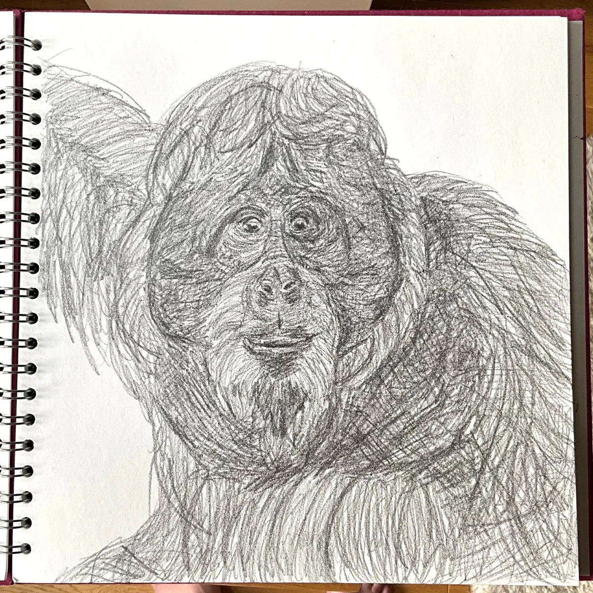 Orangutan Sam Warburton sketch.jpg