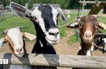 Godstone Farm