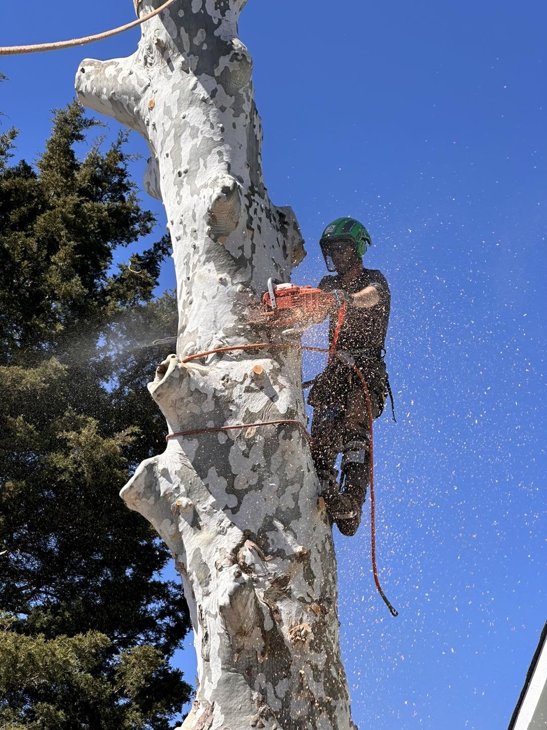 A professional arborist in safety gear climbing a large tree trunk with a chainsaw, removing hazardous, storm-damaged limbs to protect a residential home in Chattanooga.