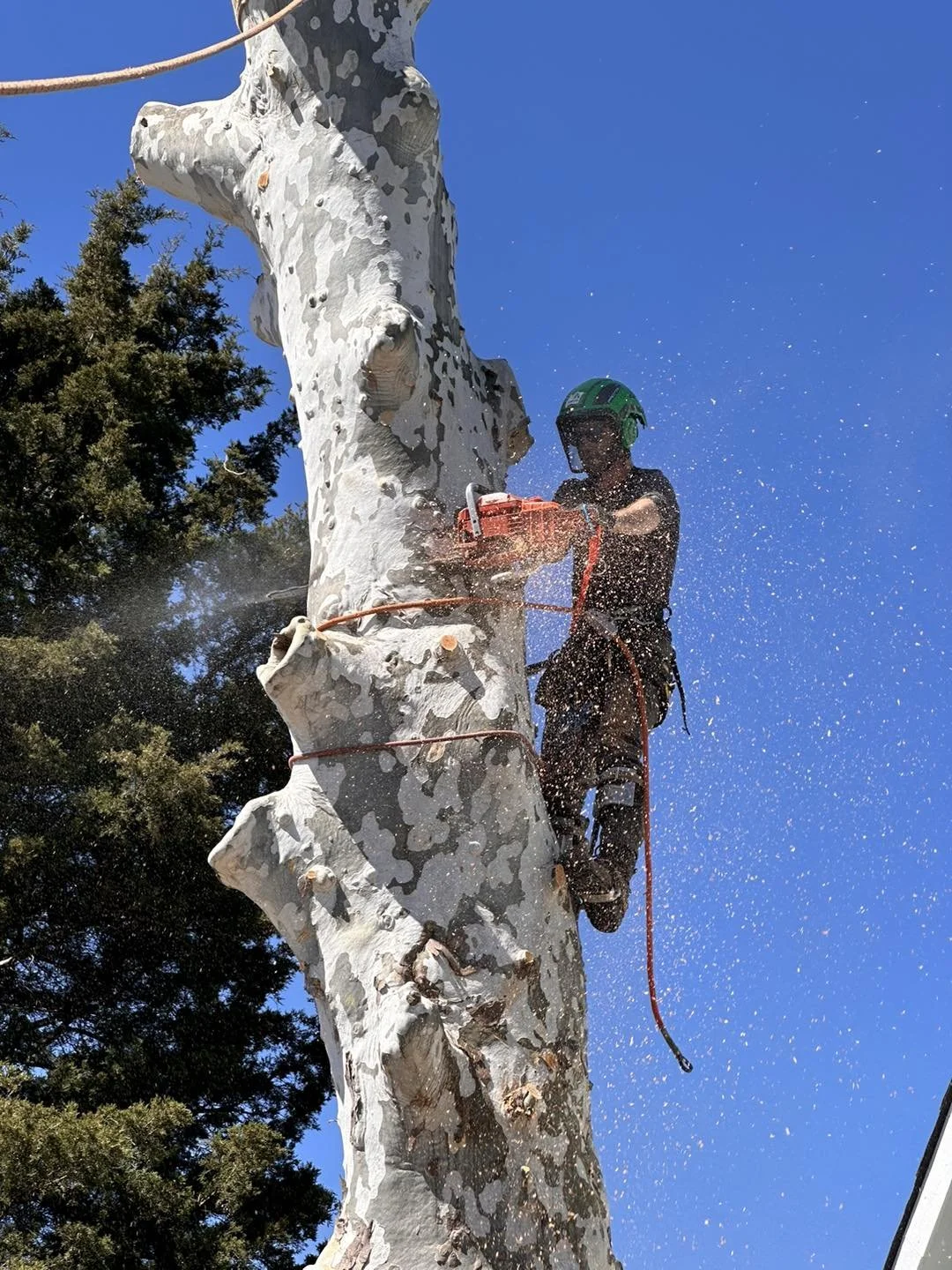A professional arborist equipped with safety gear and a chainsaw performing structural pruning and tree trimming on a large sycamore tree in Chattanooga, Tennessee.