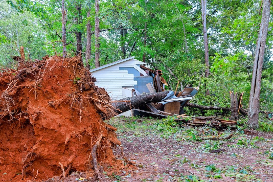 A large uprooted tree with a massive red clay root ball exposed has fallen onto a white storage shed, demonstrating the need for emergency tree removal services in Chattanooga.