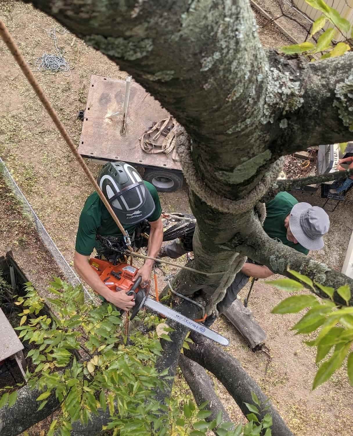 Tree removal worker using a chainsaw while secured with ropes in a large tree, performing professional cutting and rigging in Chattanooga, Tennessee