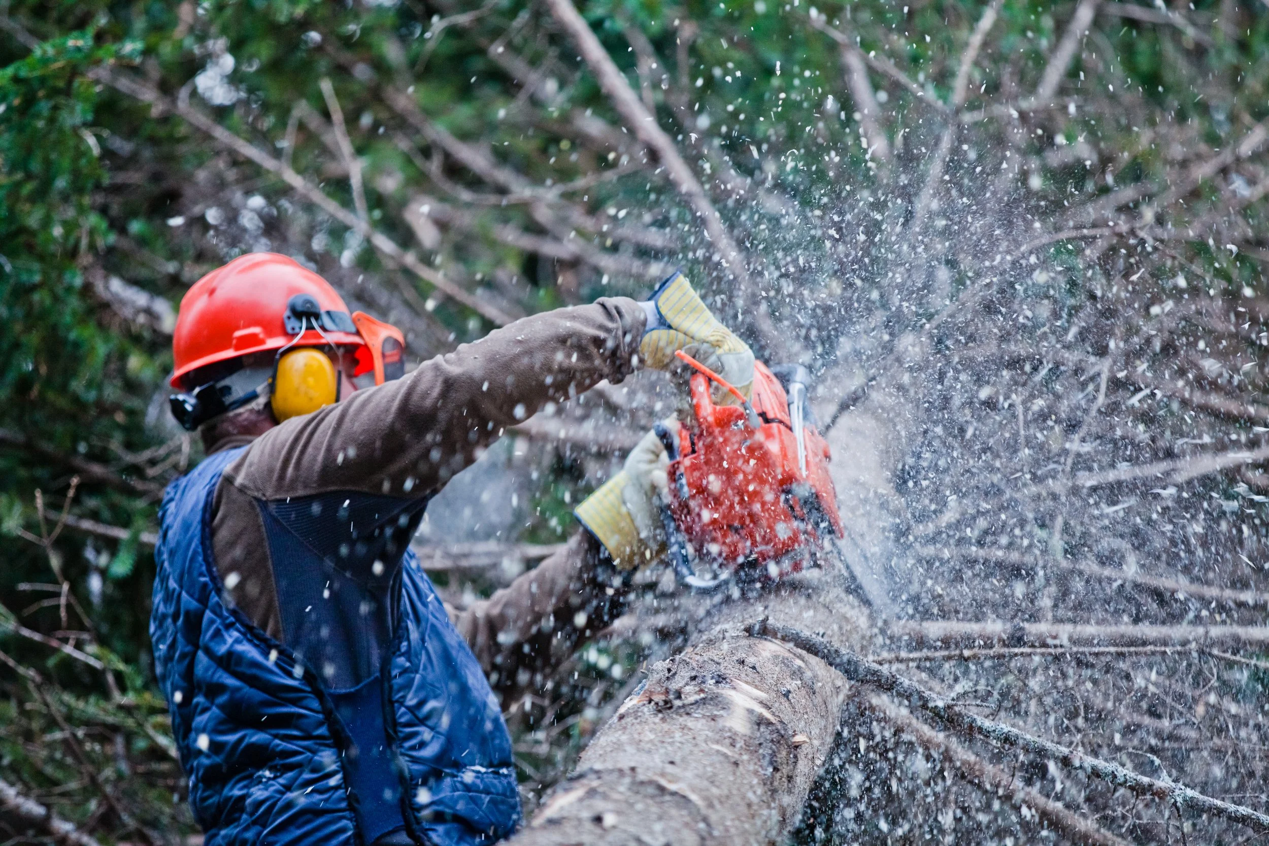 A professional arborist in an orange hard hat and safety gear using a chainsaw to section a large fallen tree trunk during an emergency removal service in Chattanooga.