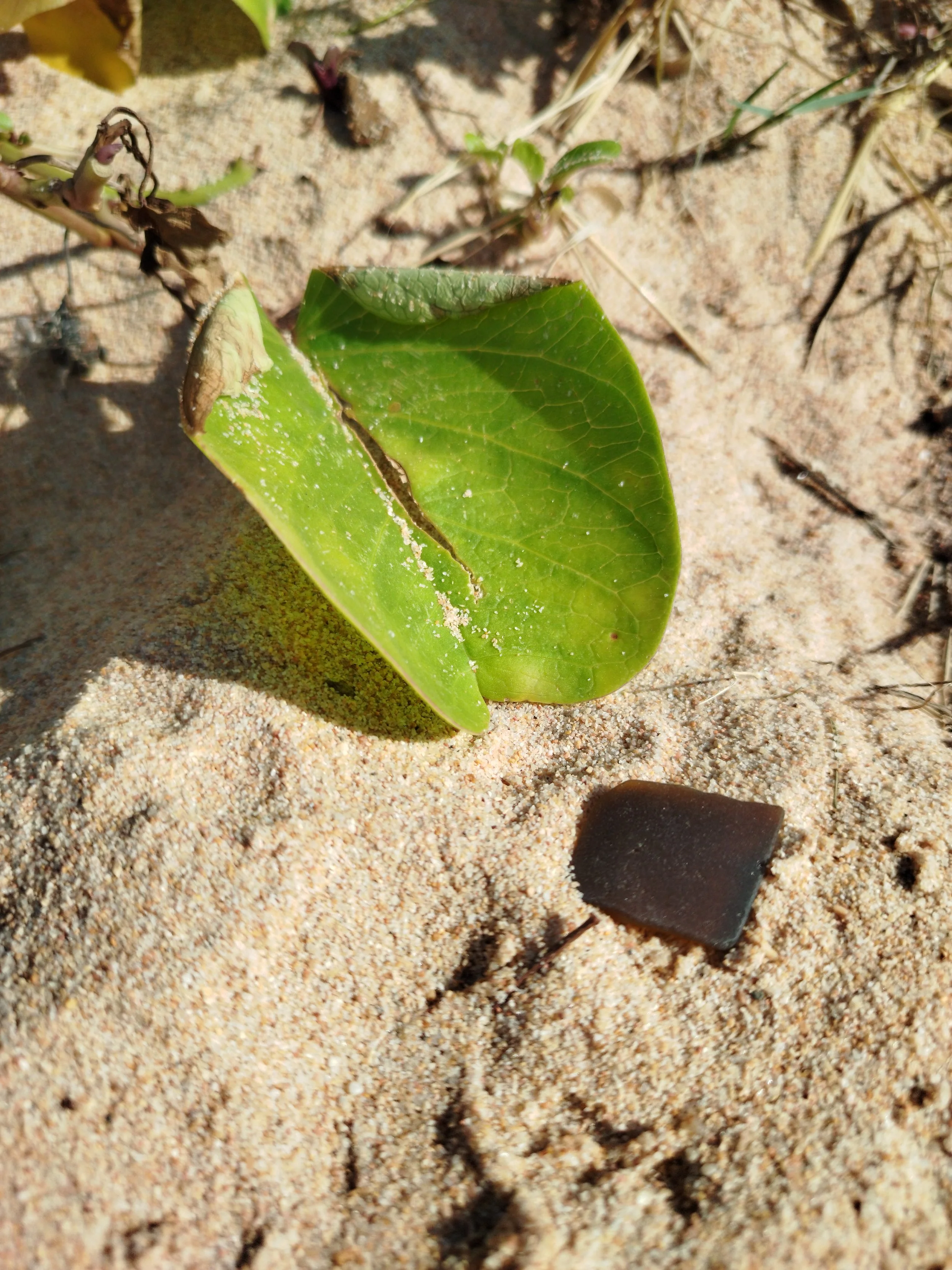 Seaglass (41).jpg