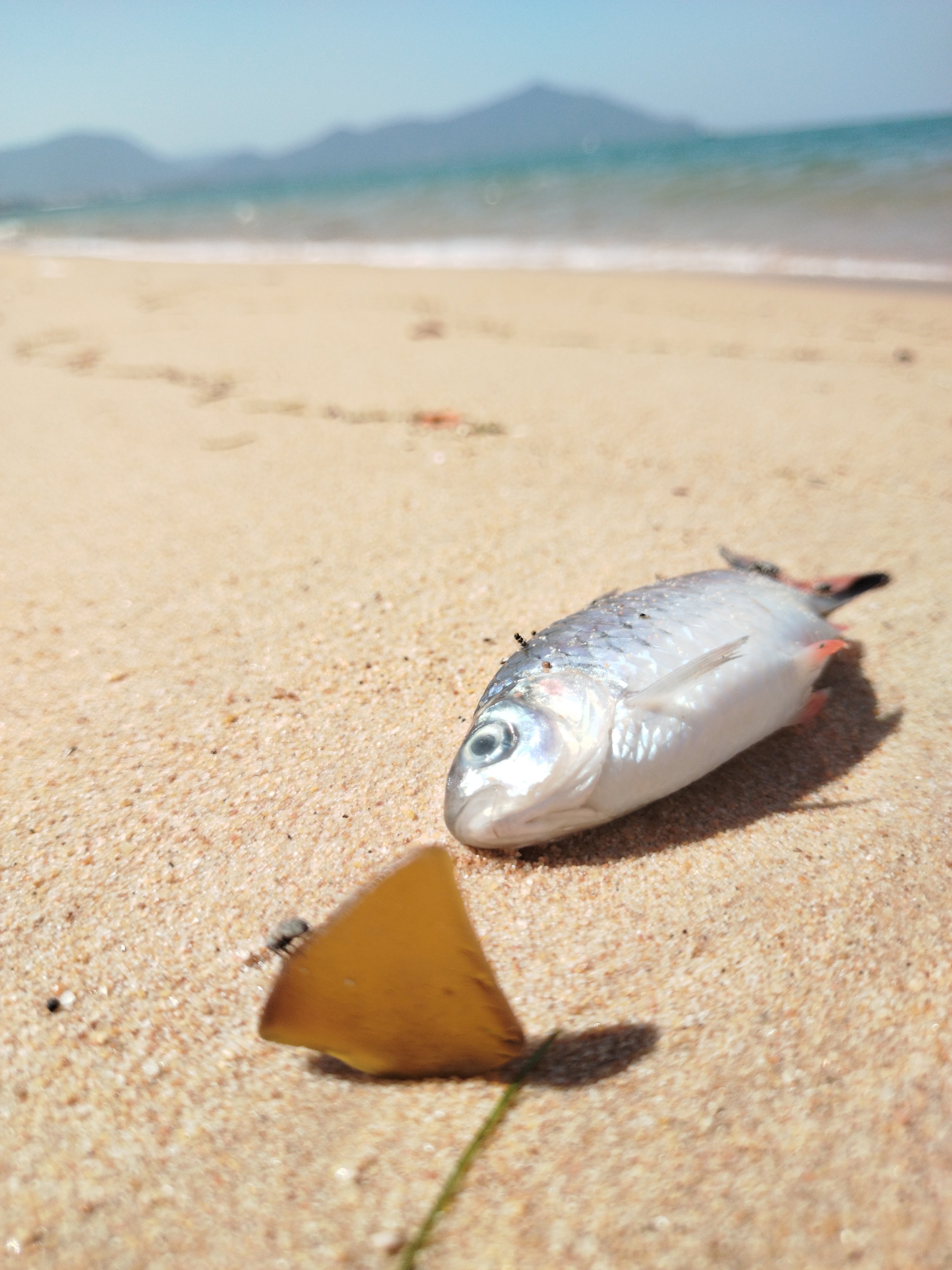 Seaglass (124).jpg