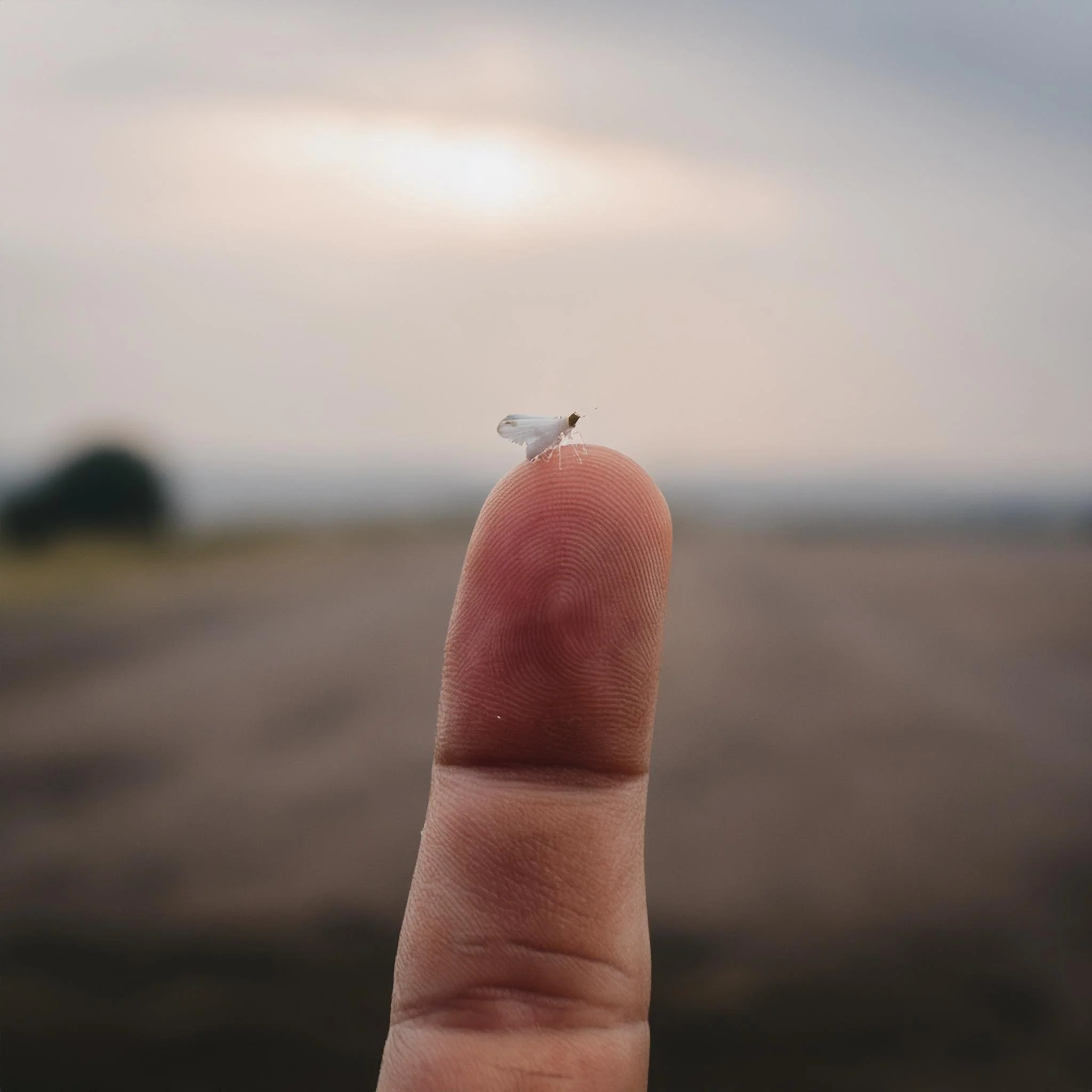 Firefly kleine Kreatur, kaum größer als ein finger, nass, schlammig, mit flügeln wie eine fliege, in.jpg