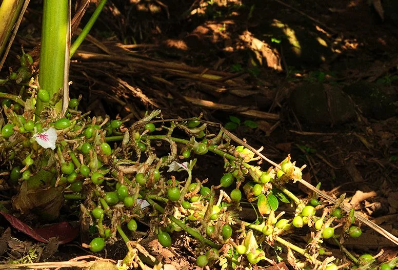 Portratits,portraiture,portrat photography,documentary,chennai,tamil nadu,india