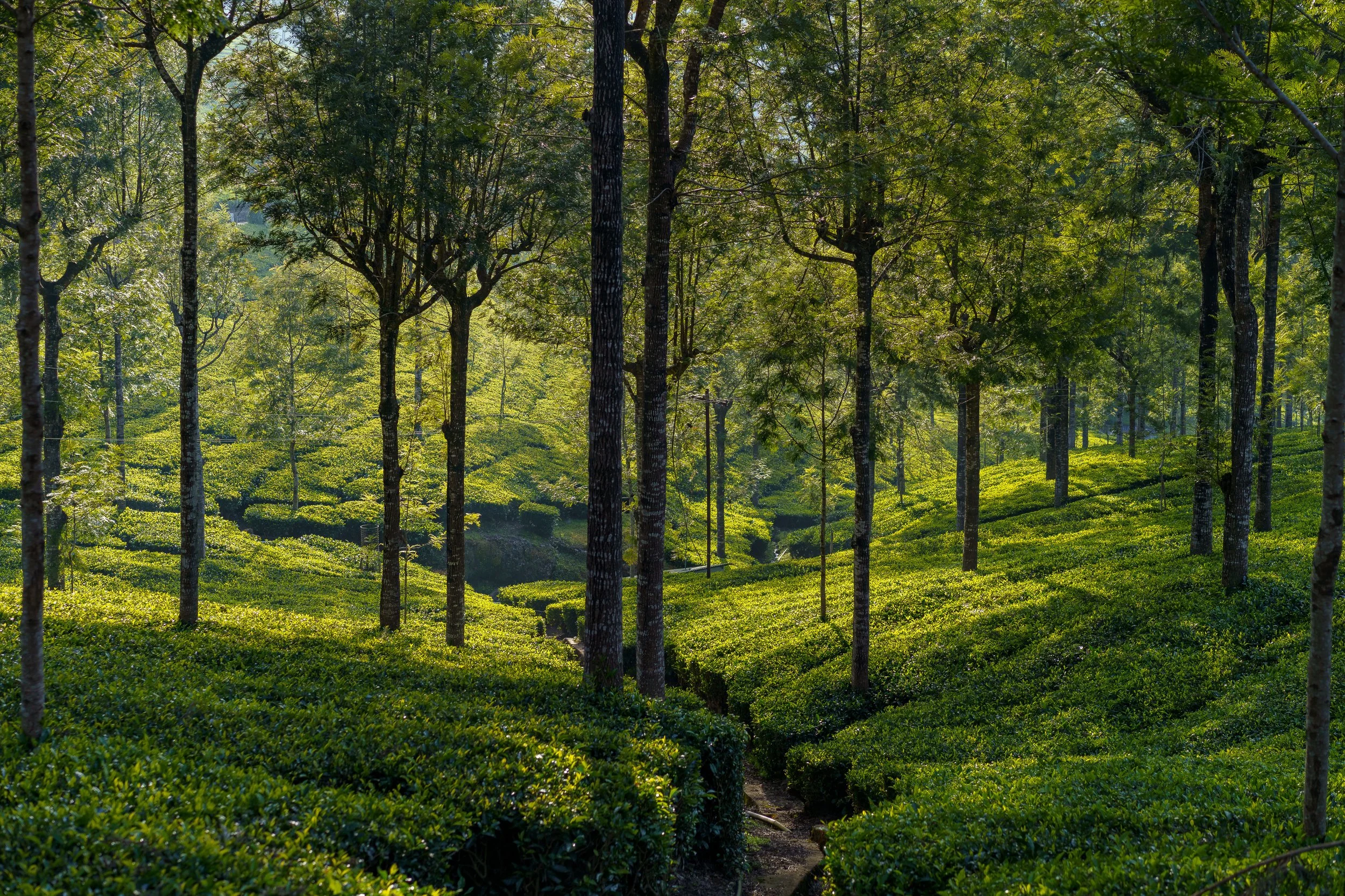 kodanad photographer