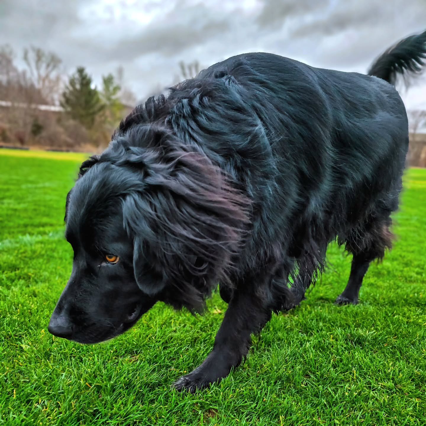 In certain light her characteristics really stand out.
#TheulePics #newfie #newfoundland #dogs
