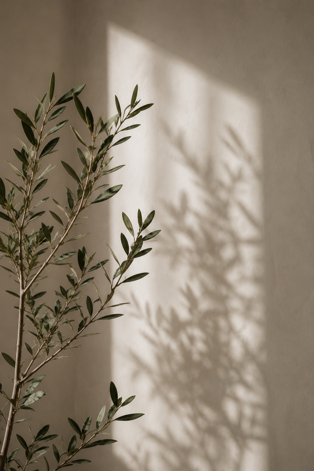 Olive branch against a warm neutral wall with soft natural light casting gentle leaf shadows.
