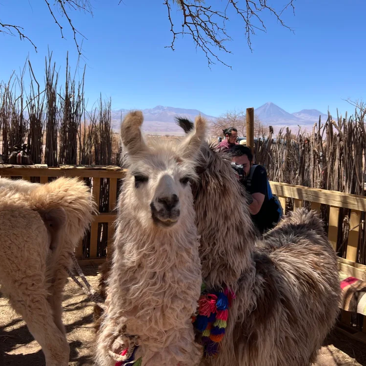 atacama-llama-3 (1).png