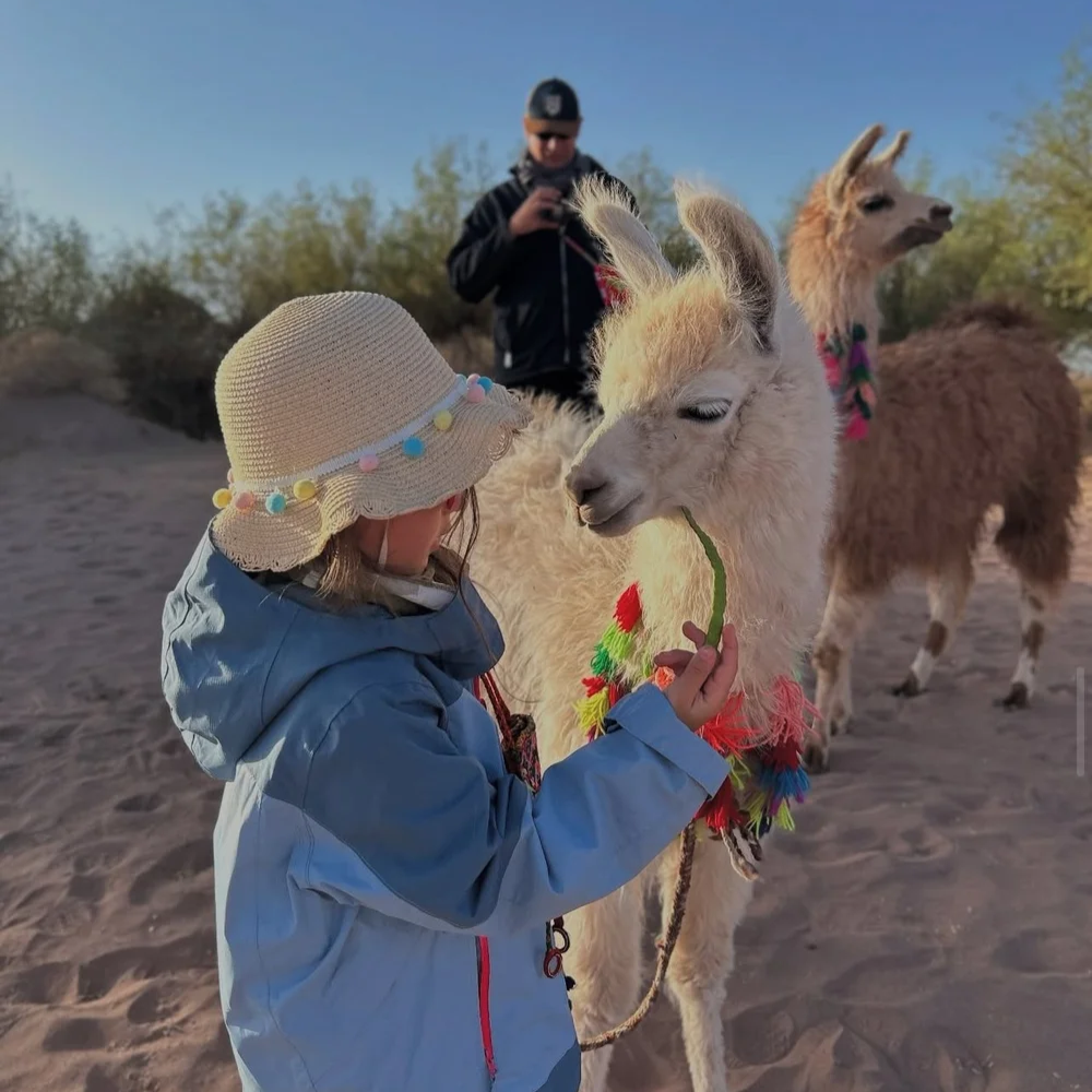atacama-llamas.png