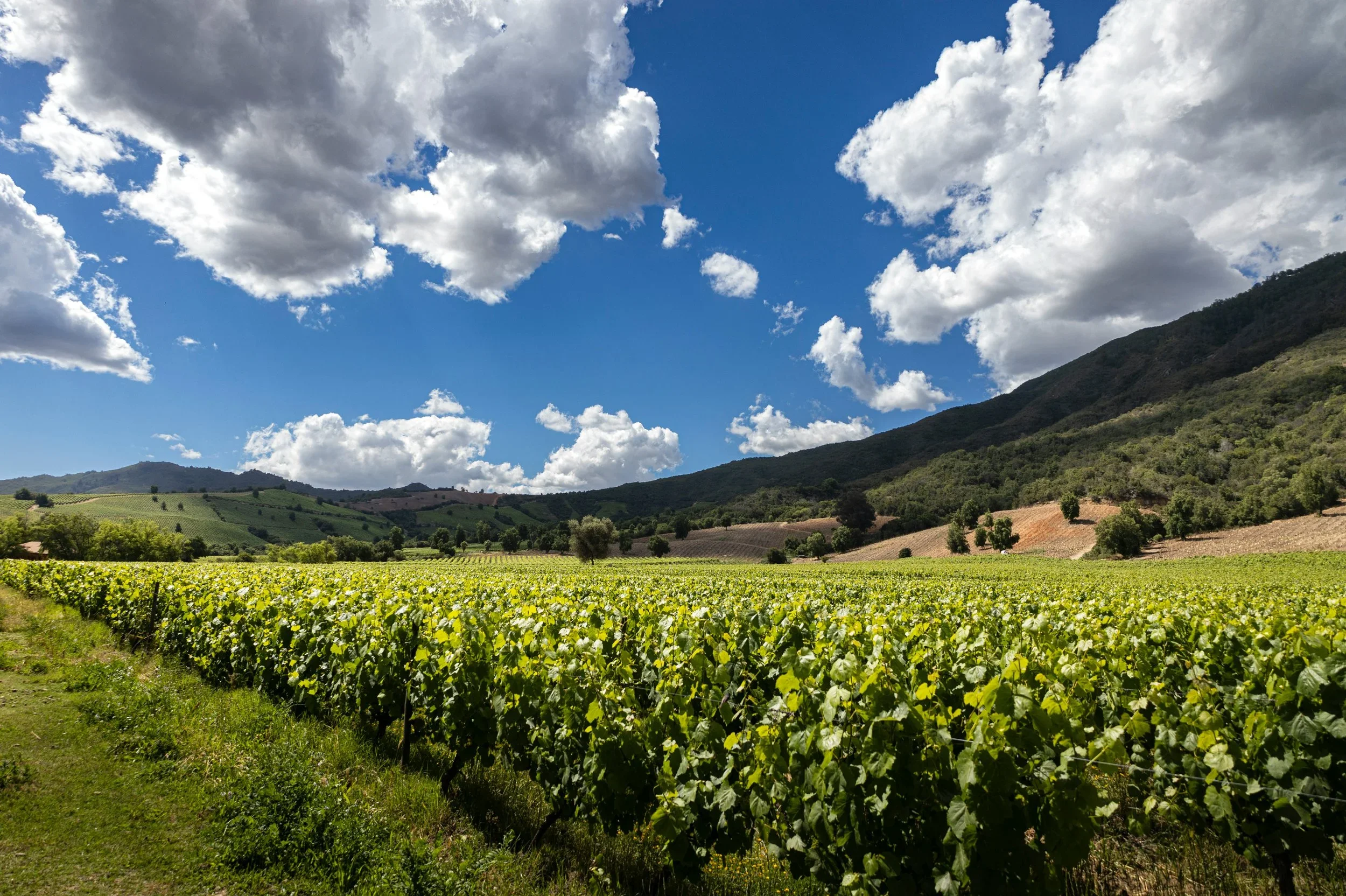 wine country.webp