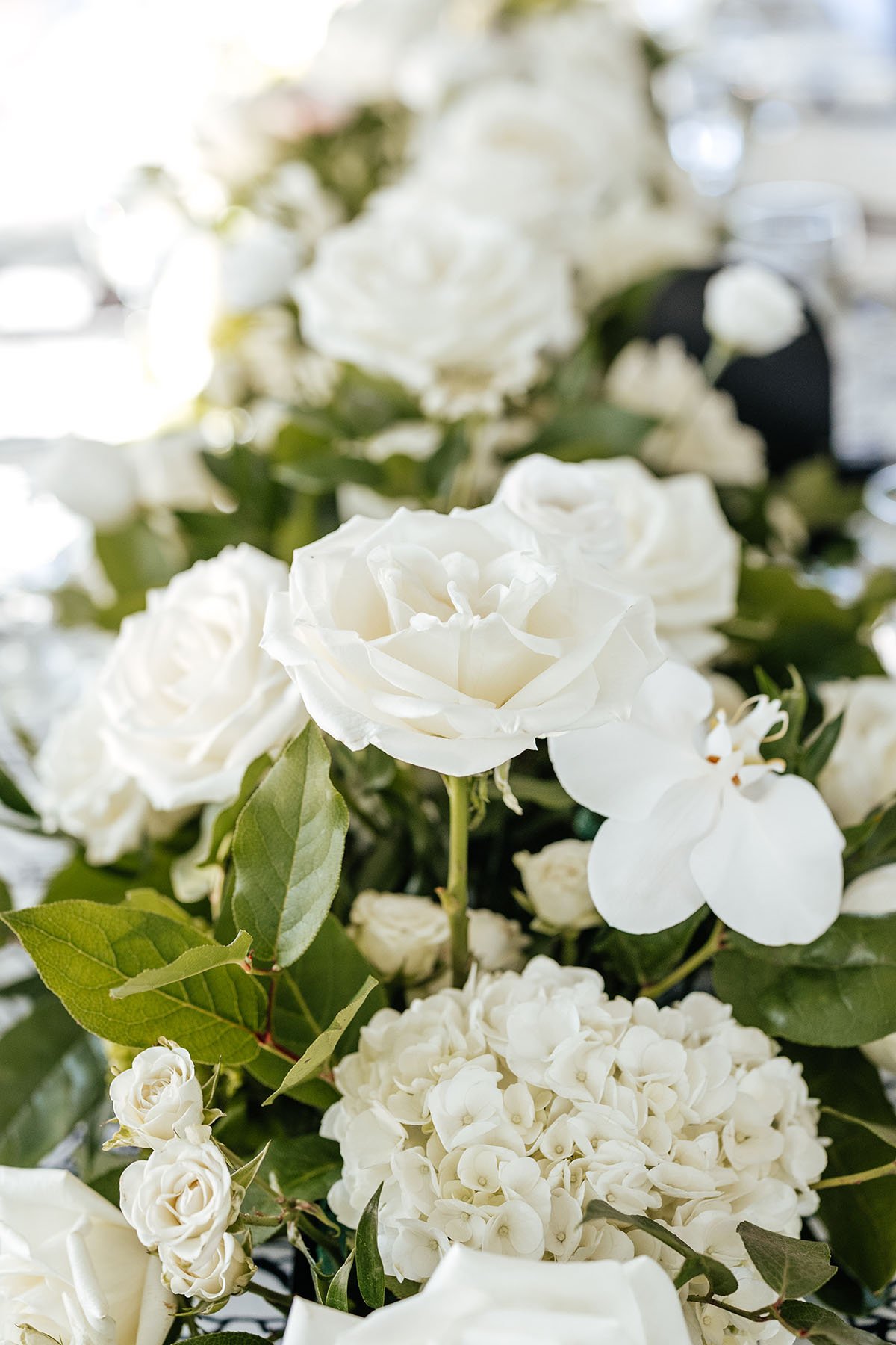 white-rose-orchid-close-up.JPG