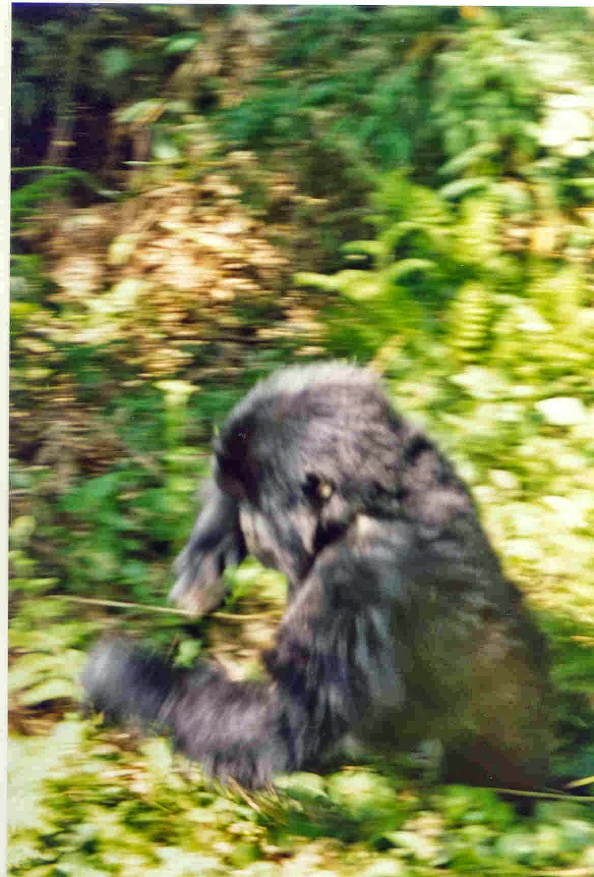 19_gorilla_running.jpg