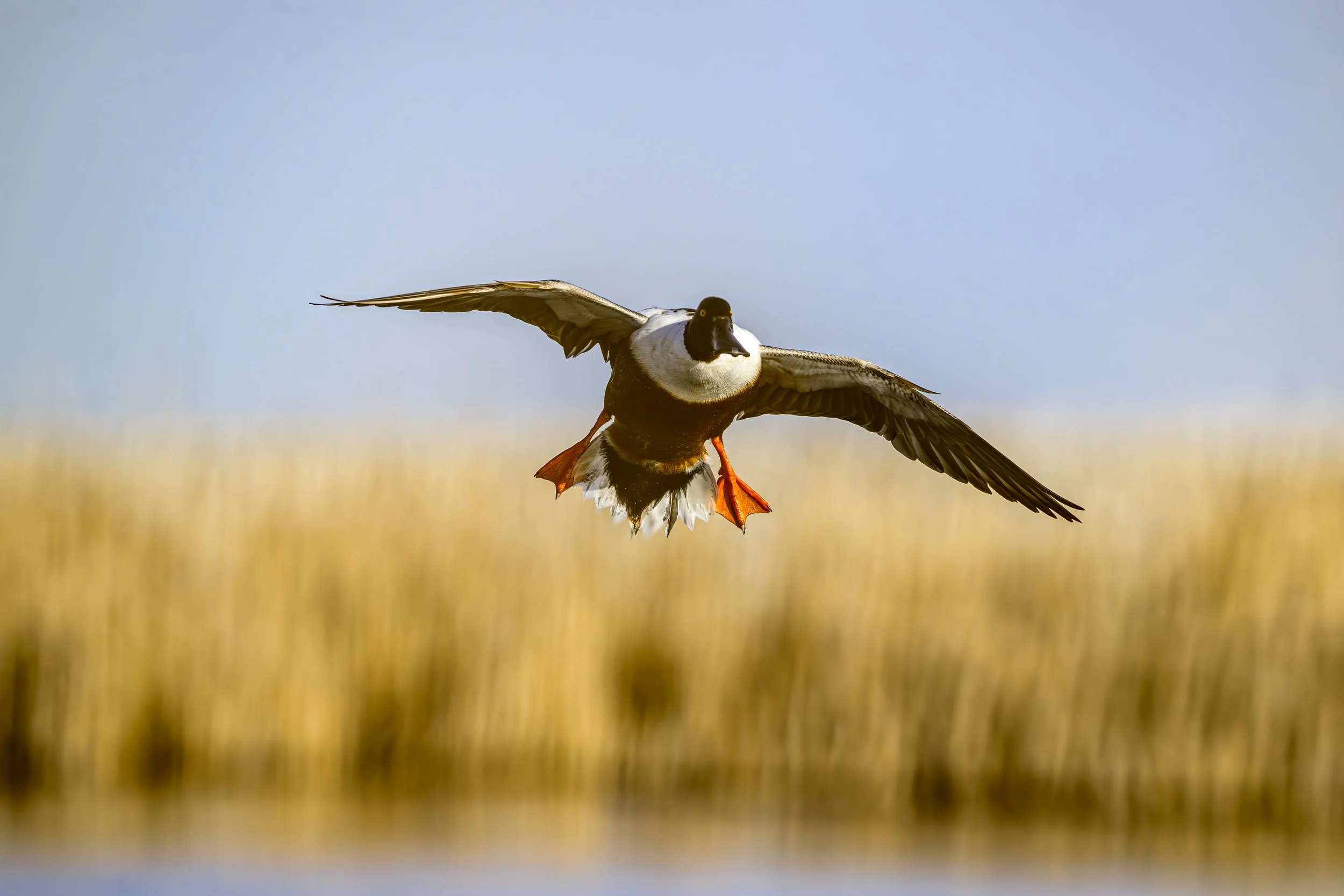 DSC_9589-Edit.jpg