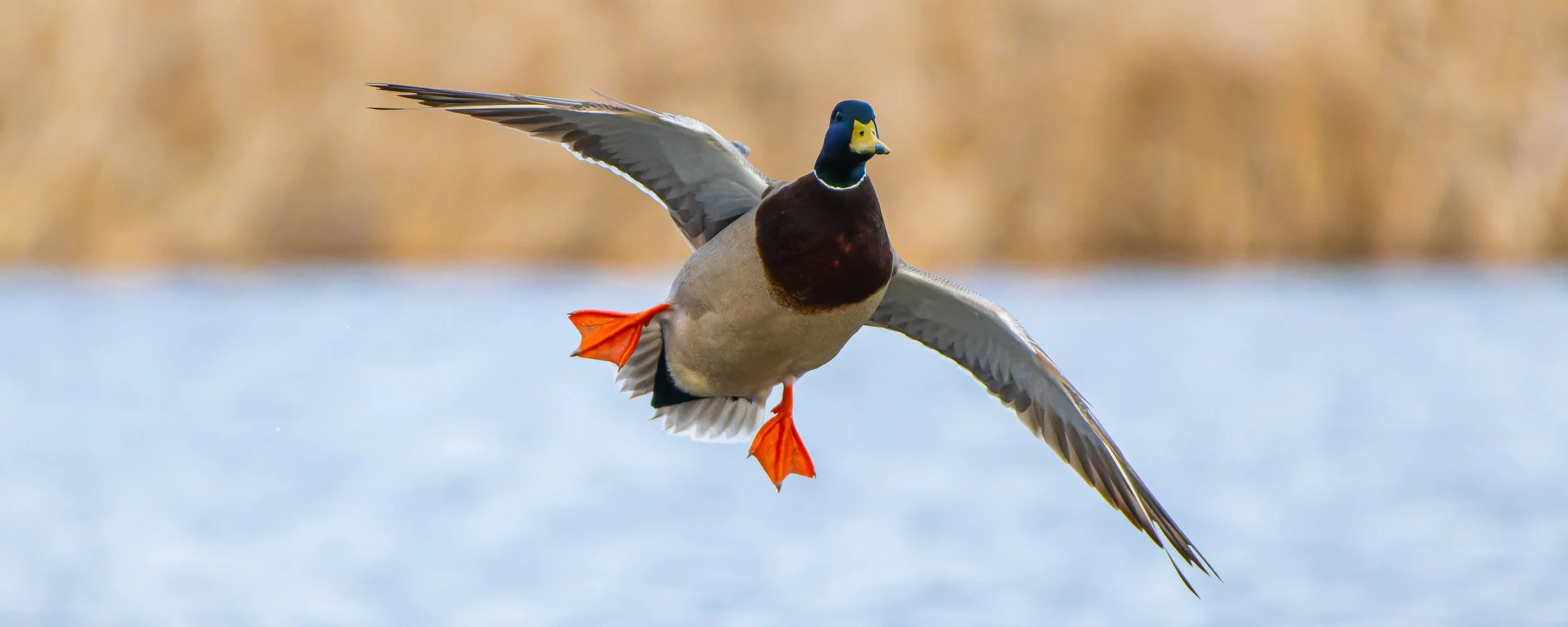 Waterfowl