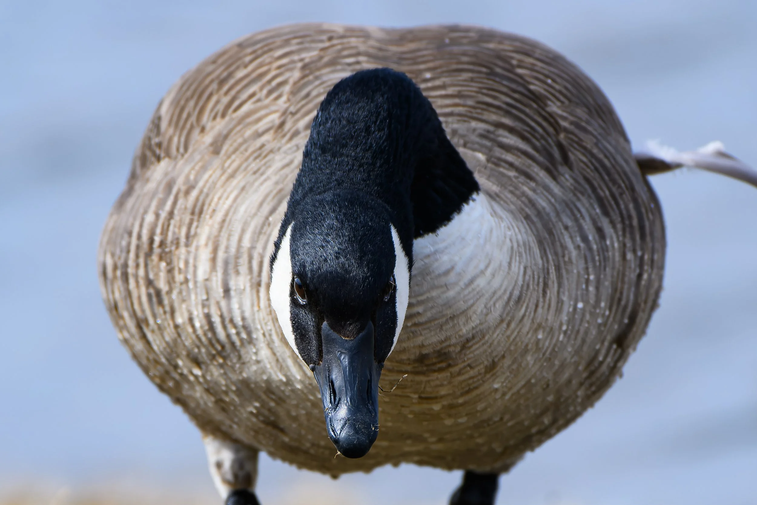 Canada Goose close up