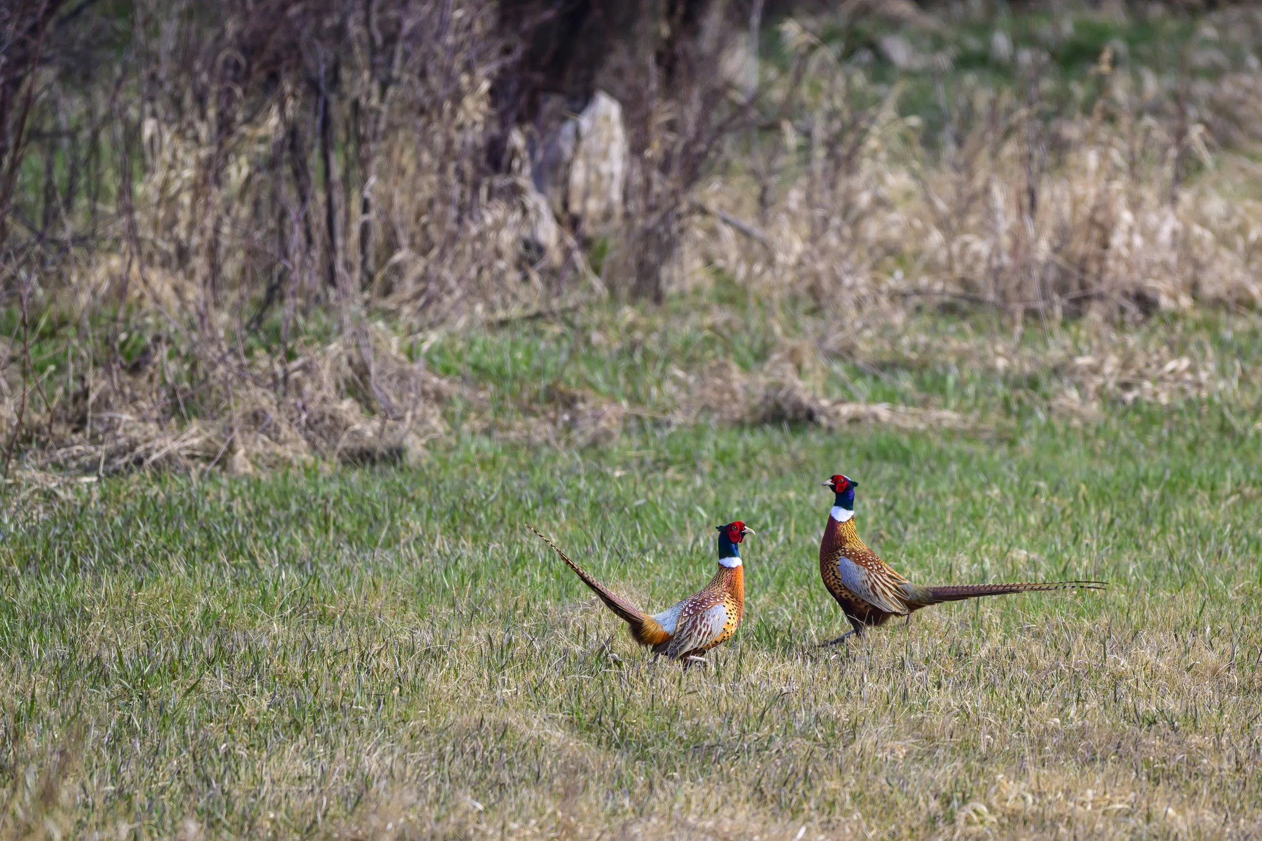 DSC_4162-Edit.jpg