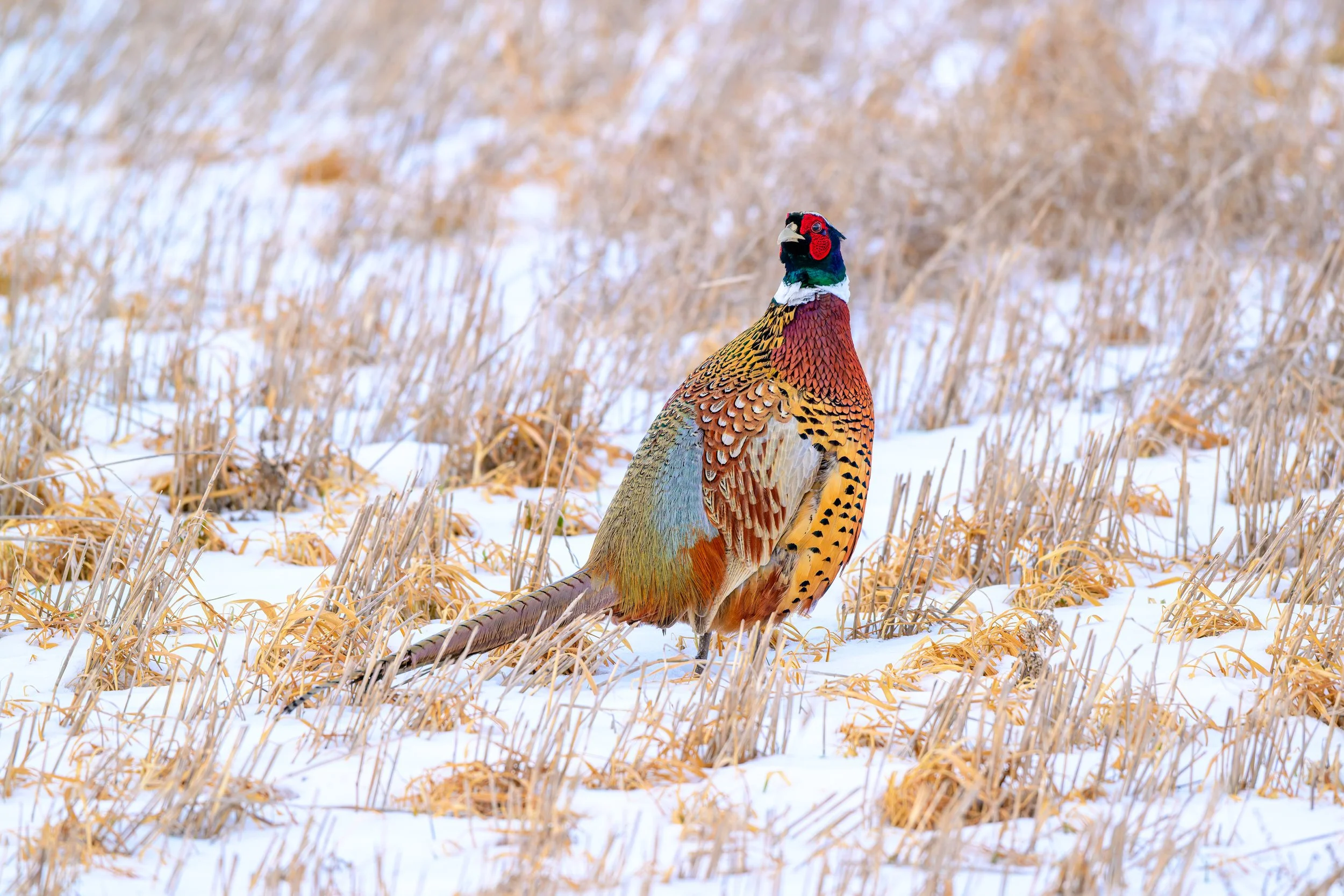 DSC_0628-DxO_DeepPRIME 3.jpg